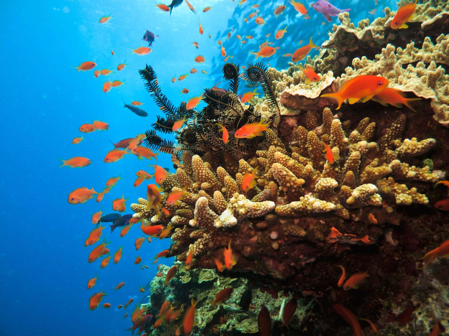 海洋 桌布 壁紙 — 鮮豔的橙色魚群在清澈湛藍的海水下，穿梭於紋理豐富的珊瑚結構之間。