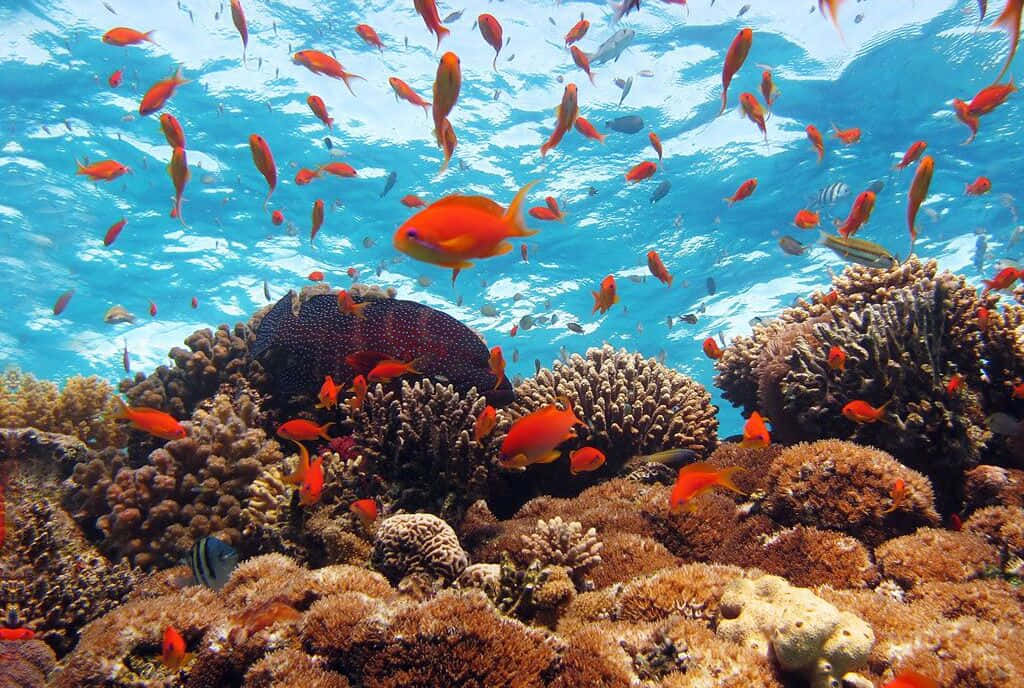 Aquatic 桌布 壁紙 — 鮮豔的橙色魚群在清澈的藍色海水下，穿梭於質感豐富的棕色珊瑚結構之間。