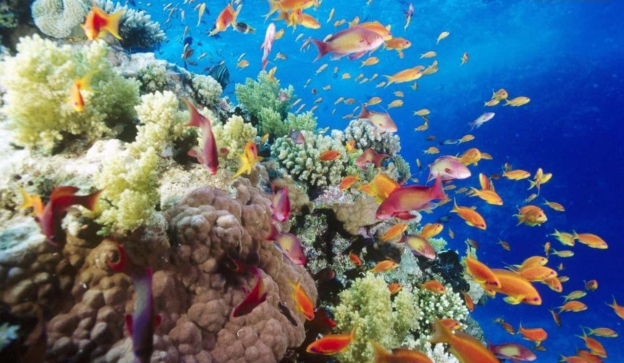 海洋 桌布 壁紙 — 鮮豔的橙色魚群在清澈藍色海水下的多彩珊瑚形成之間穿梭。