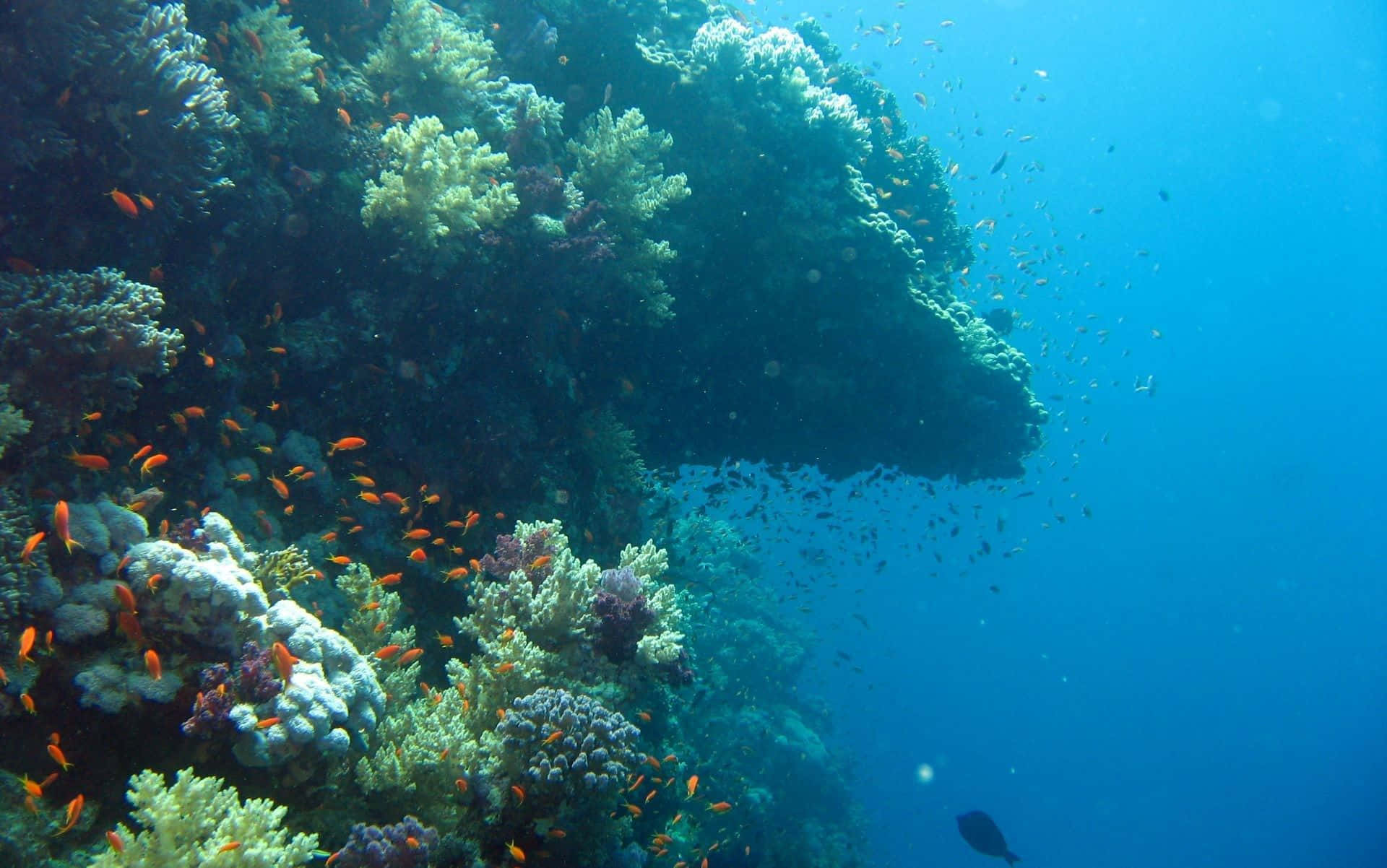 Underwater Ocean 桌布 壁紙 — 鮮豔的橙色魚群在陽光照耀的水下礁坡上，穿梭於色彩繽紛的珊瑚 formations 之間。