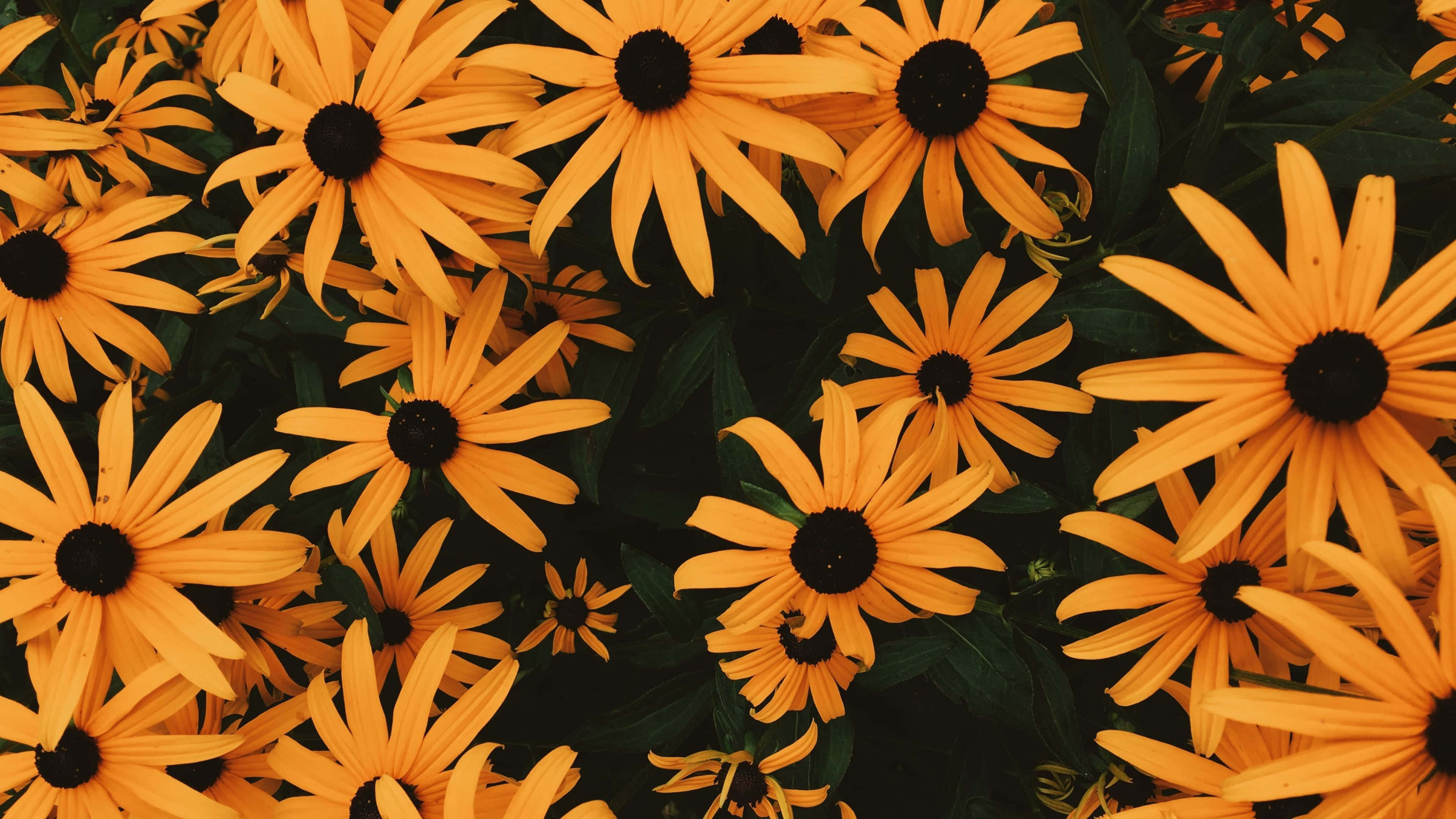 Daisy Aesthetic Computer 桌布 壁紙 — 鮮豔的橙色黑眼蘇珊花在陽光普照的花園場景中，在深綠色葉子的襯托下密集綻放。