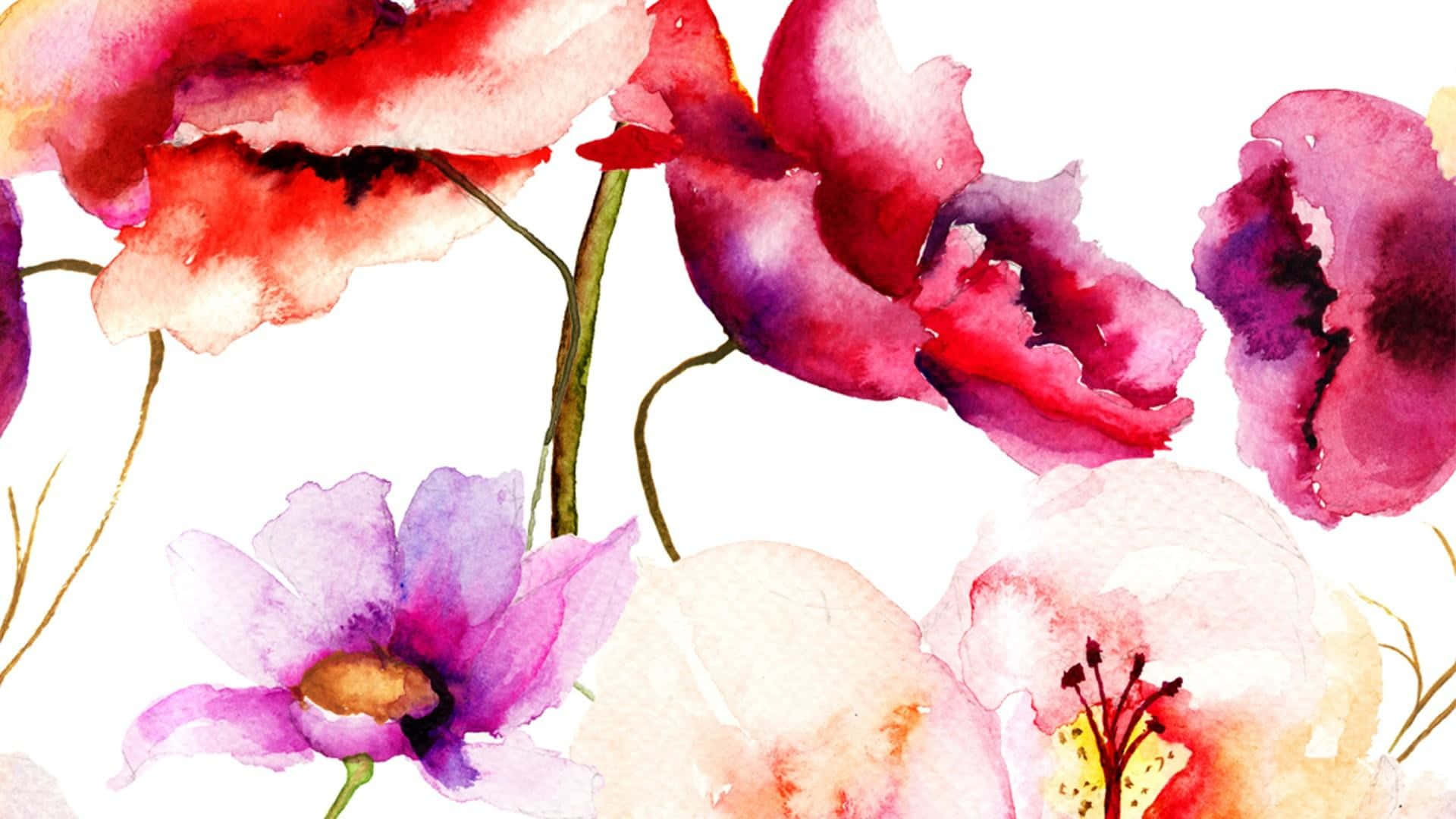 High Resolution Watercolor 桌布 壁紙 — 鮮豔的水彩罌粟花和銀蓮花在潔白的背景上綻放出豐富的紅色、紫色和粉紅色。
