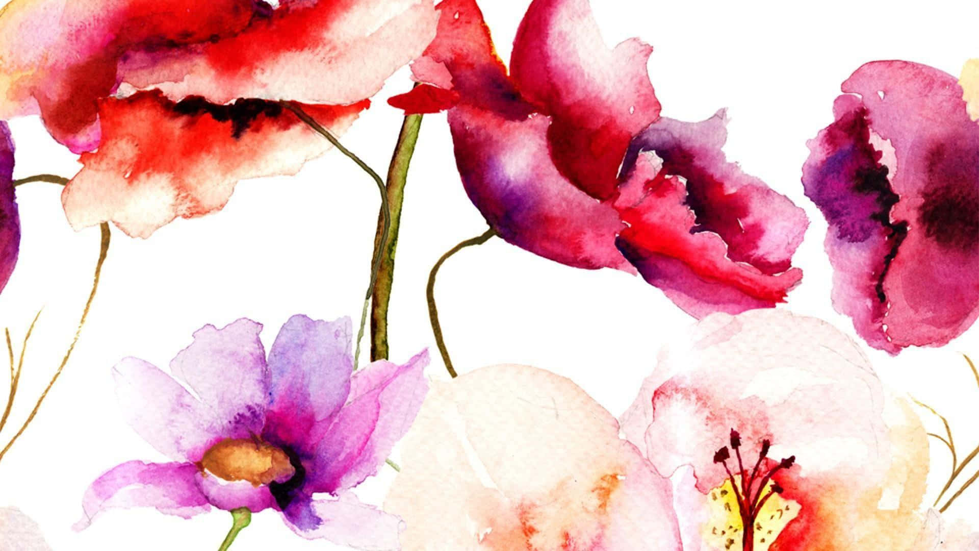 Watercolor 桌布 壁紙 — 鮮豔的水彩罌粟花和銀蓮花在豐富的紅色、紫色和粉紅色中綻放，襯托著潔白的背景。