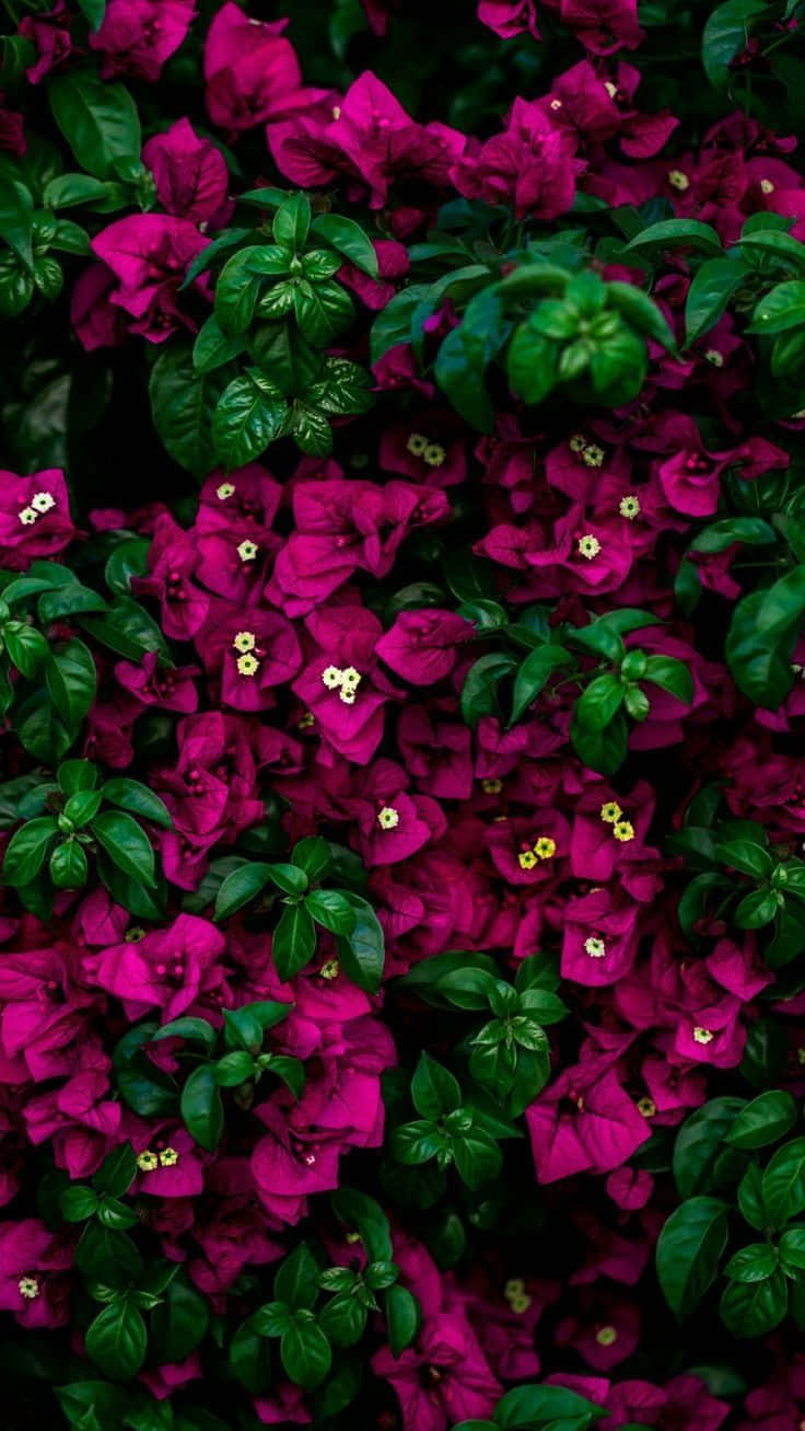 Flowers Aesthetic 桌布 壁紙 — 鮮豔的洋紅色九重葛花朵，帶有黃色中心，在茂密的綠色葉子中綻放，形成密集、有紋理的花牆。