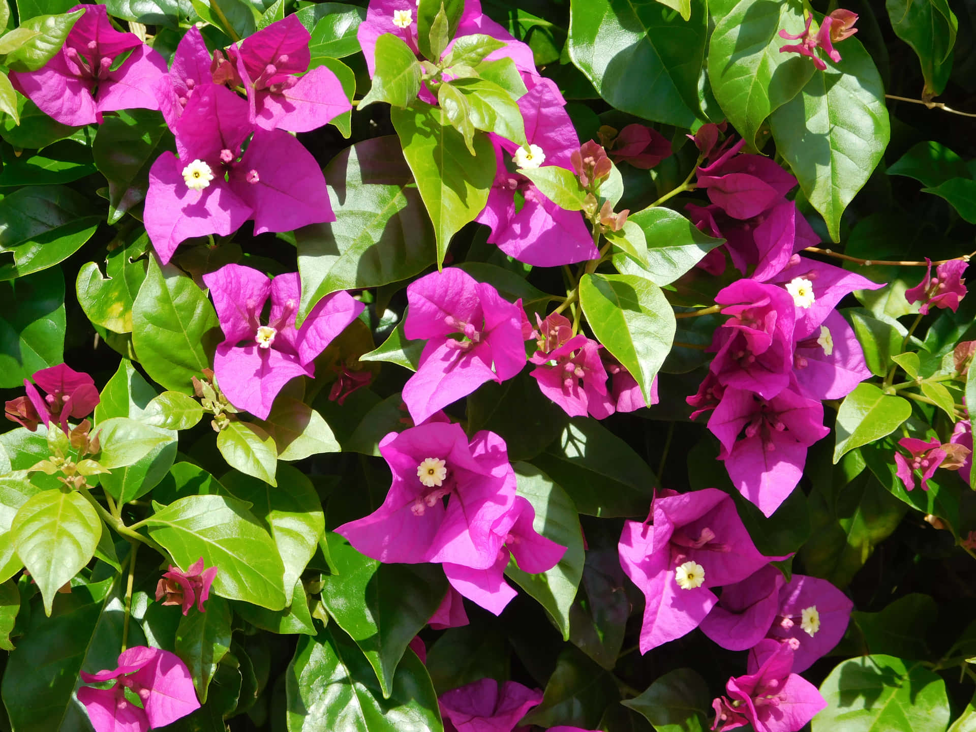 Flowers outdoors in the garden 壁紙 — 鮮豔的洋紅色九重葛花朵，黃色花心，在明亮的陽光下密集綻放於光澤的綠葉之間。