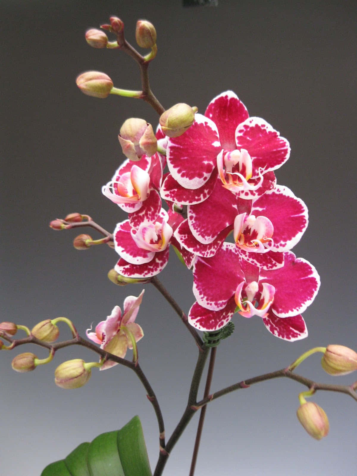 Orchid 桌布 壁紙 — 鮮豔的洋紅色和白色蘭花，帶有綠色花蕾和葉子，襯以柔和的灰色背景。