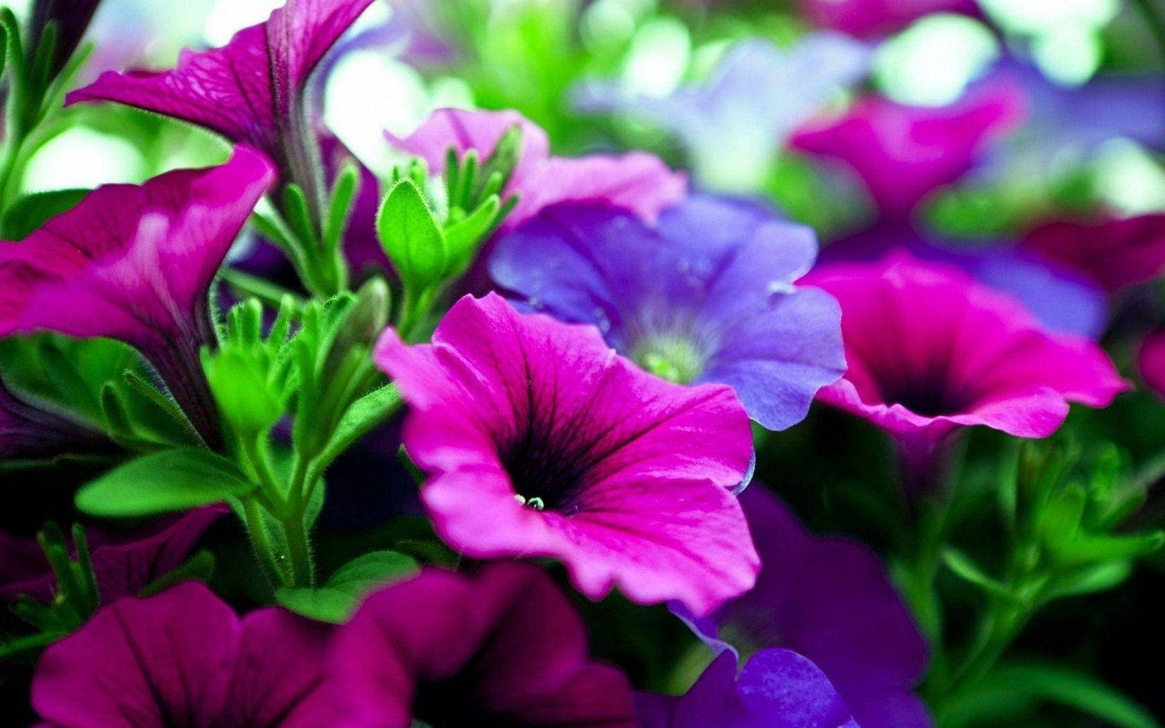 Purple Flower Laptop 桌布 壁紙 — 鮮豔的洋紅色和紫色矮牽牛花在柔和的模糊花園背景下，與茂盛的綠色莖一起盛開。