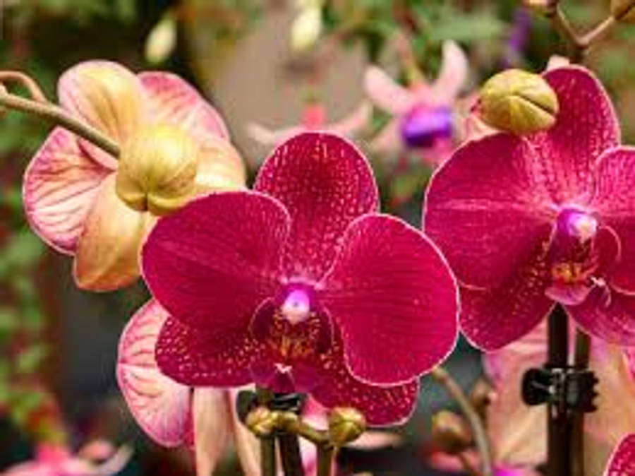 Plant Aesthetic 桌布 壁紙 — 鮮豔的洋紅色和蜜桃色蘭花在柔和的模糊綠色花園背景下綻放，花瓣帶有露珠。