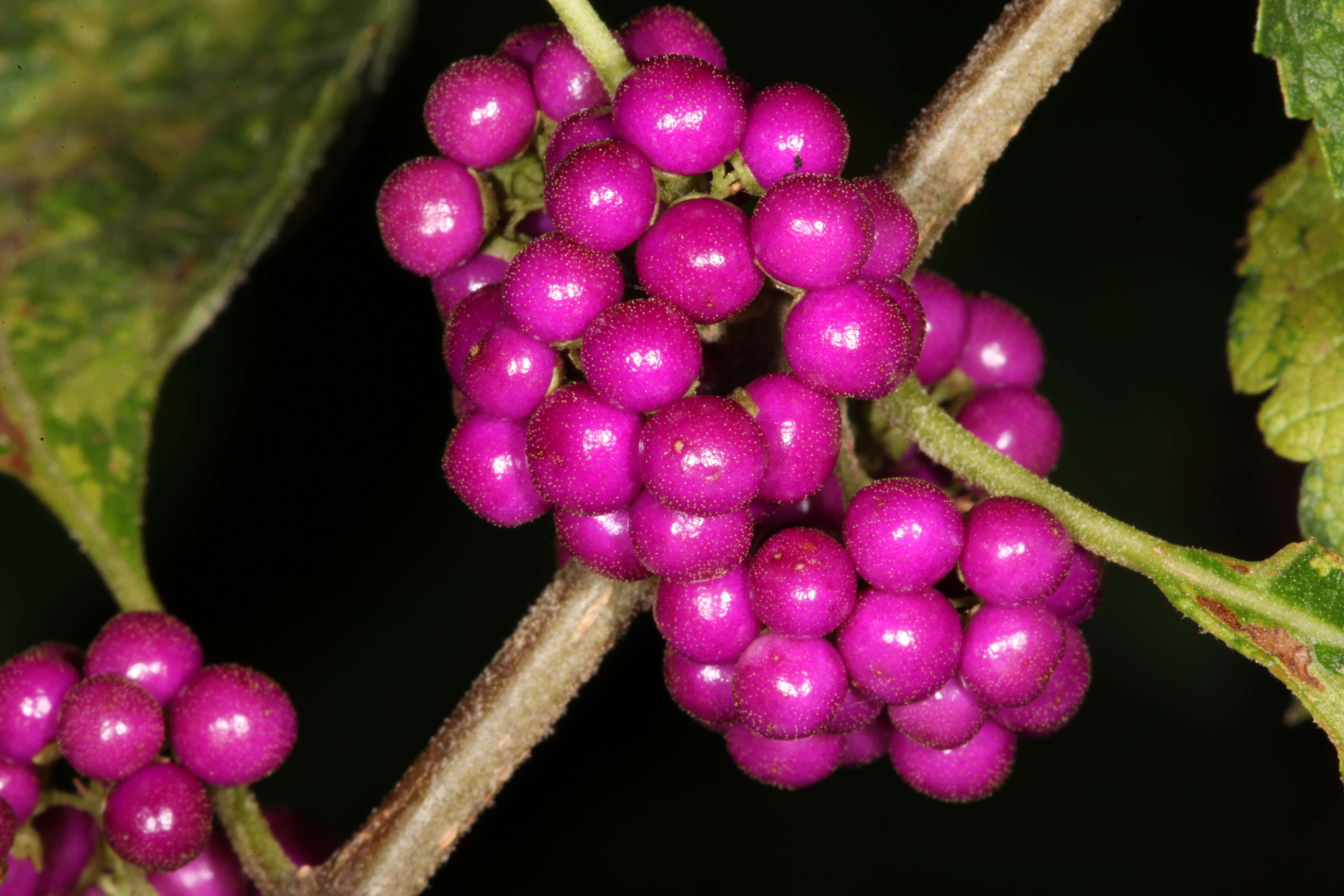 Purple Berries 桌布 壁紙 — 鮮豔的洋紅色漿果緊密地聚集在帶有綠葉的樹枝上，背景為深色。