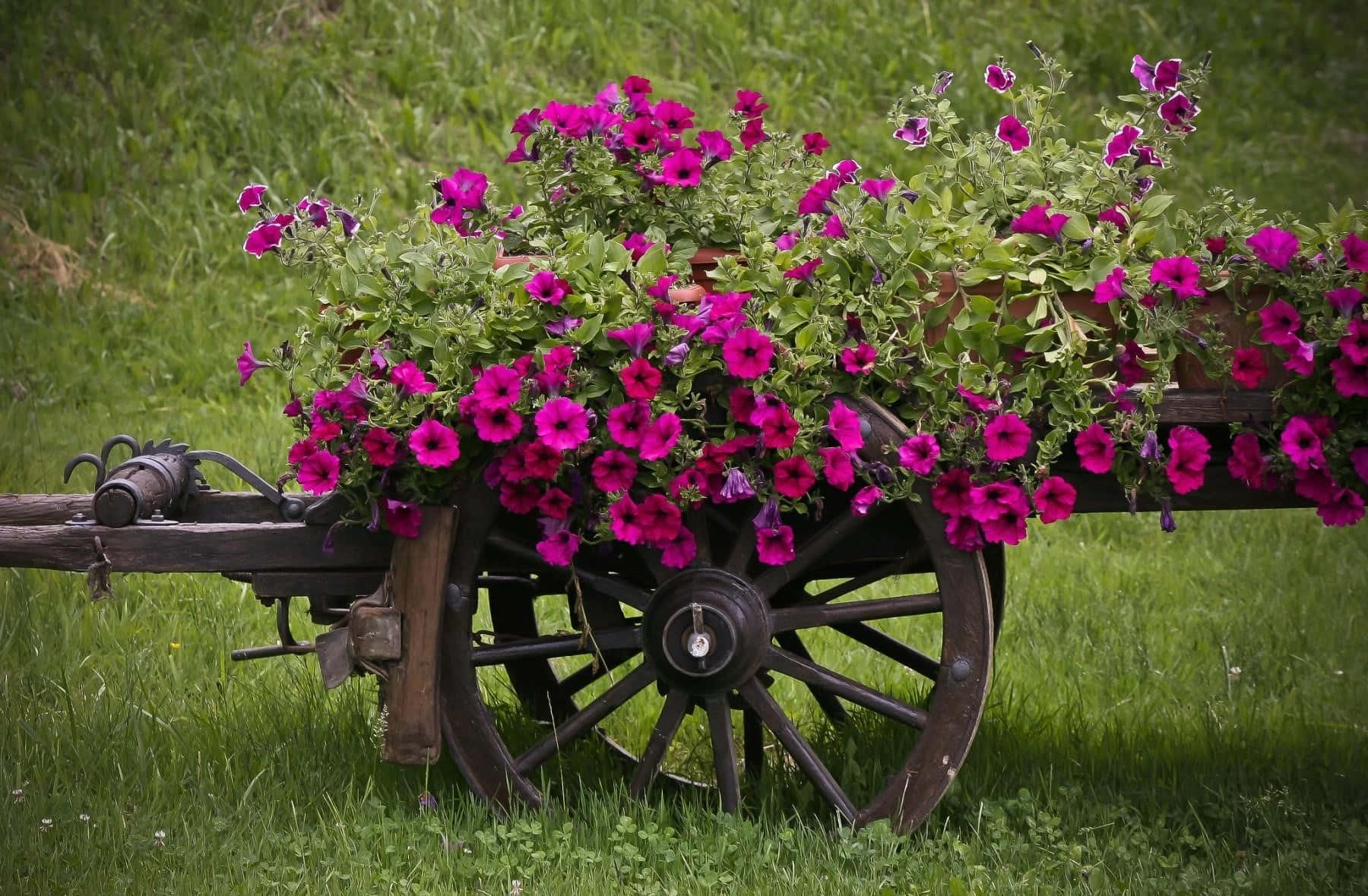 Flower Cart 桌布 壁紙 — 鮮豔的洋紅色矮牽牛從一個放在翠綠草地上的舊木製馬車輪中溢出。