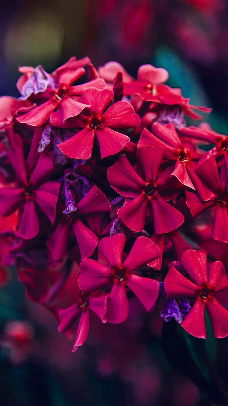 Flowers 桌布 壁紙 — 鮮豔的洋紅色福祿考花在柔和的散景背景中茂盛綻放。