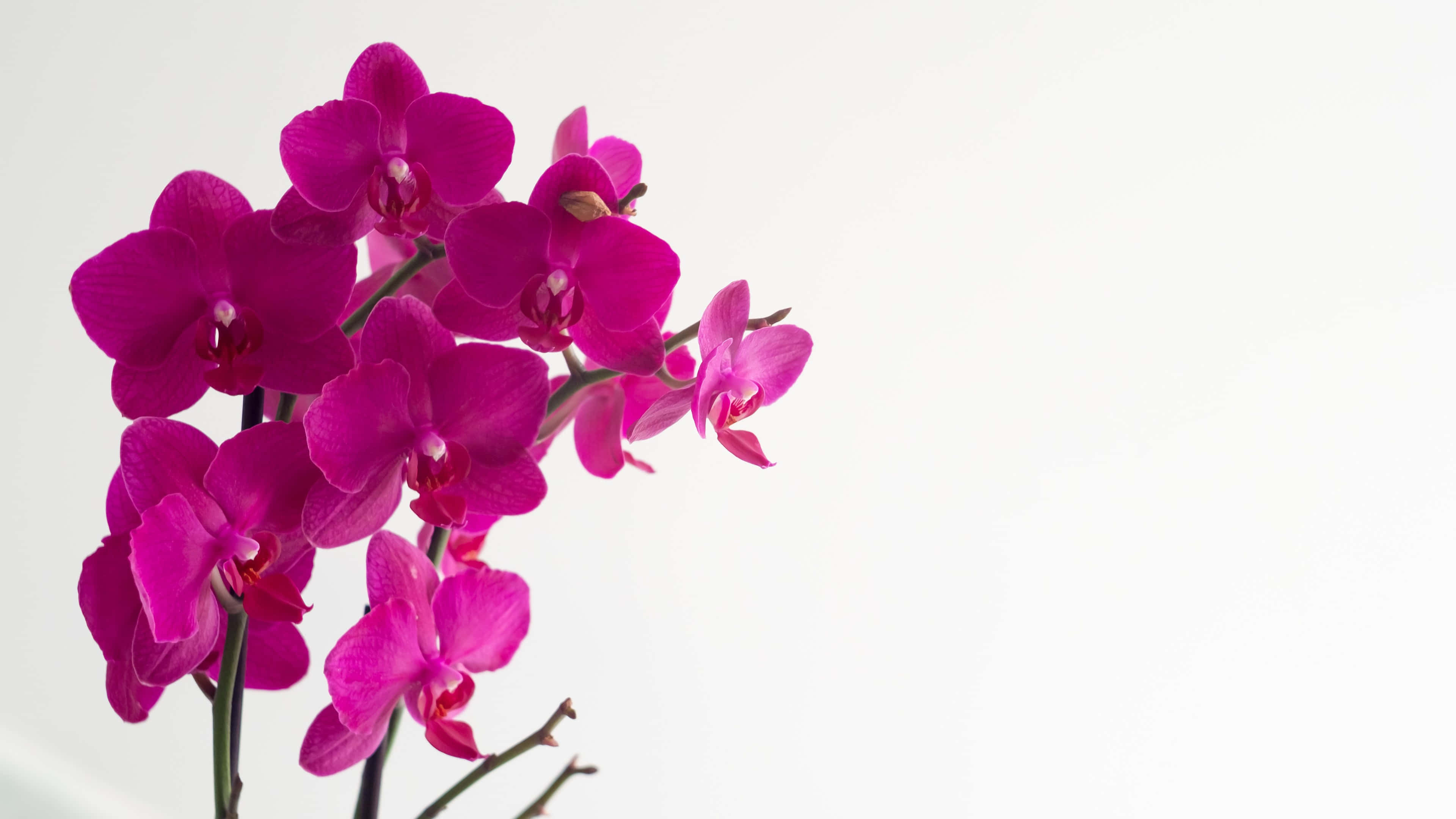 Simple Pink 桌布 壁紙 — 鮮豔的洋紅色蘭花在潔白的背景上優雅綻放，帶有柔和陰影。