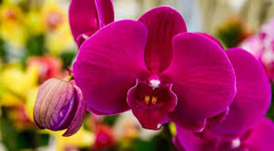 Violet 桌布 壁紙 — 鮮豔的洋紅色蘭花盛開，帶有精緻的花瓣和一個花蕾，背景是黃色和綠色的柔和模糊效果。