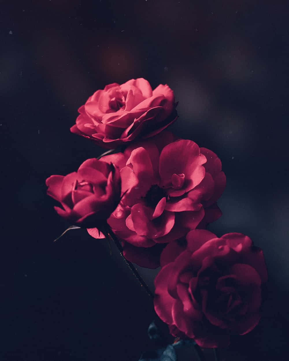 Red Roses 桌布 壁紙 — 鮮豔的深紅玫瑰在黑暗且富有情調的背景中綻放，帶有柔和的散景和戲劇性的燈光。