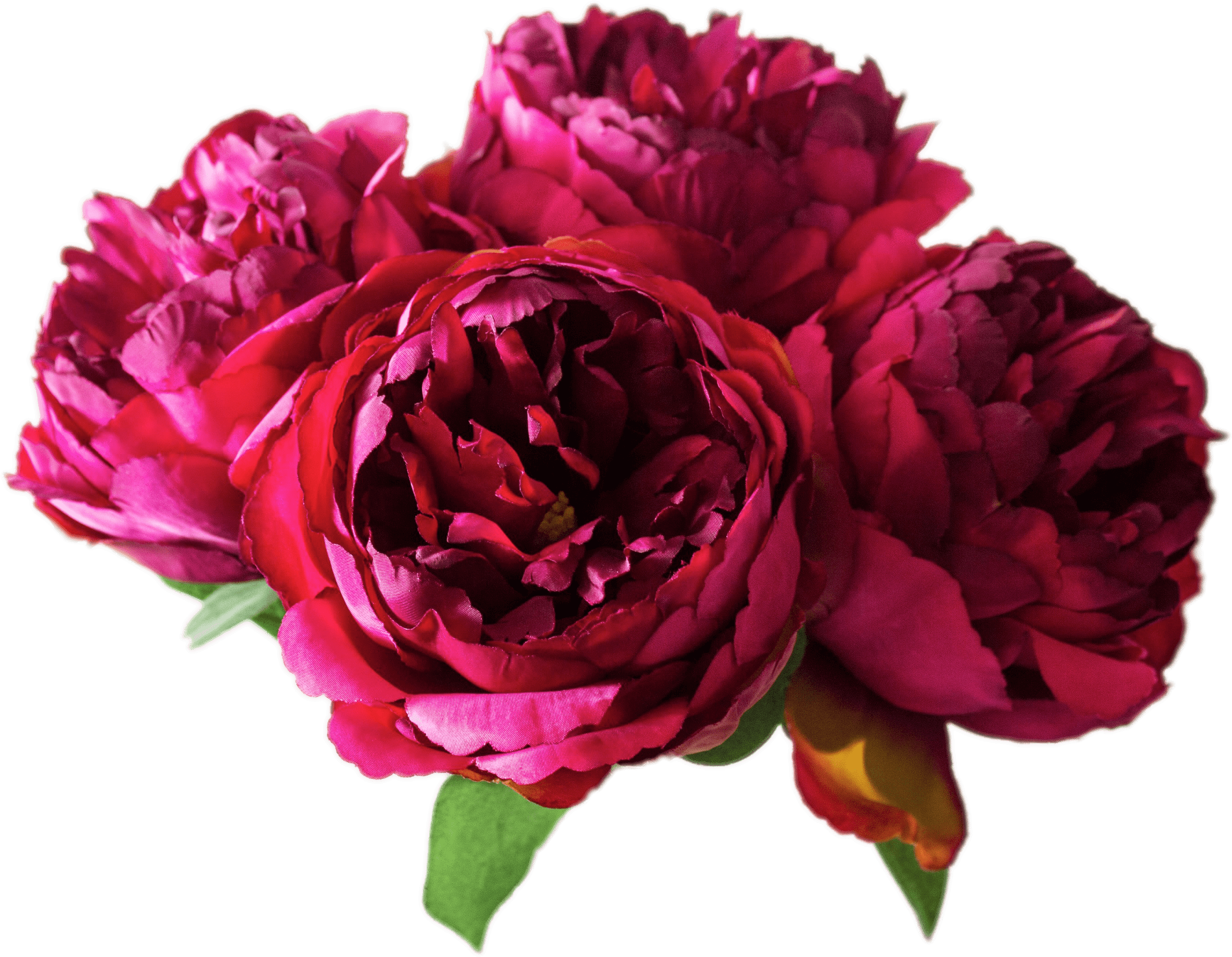 Peony 桌布 壁紙 — 鮮豔的深紅色和洋紅色牡丹在漆黑的背景下，伴隨著茂盛的綠葉，繁茂地盛開。