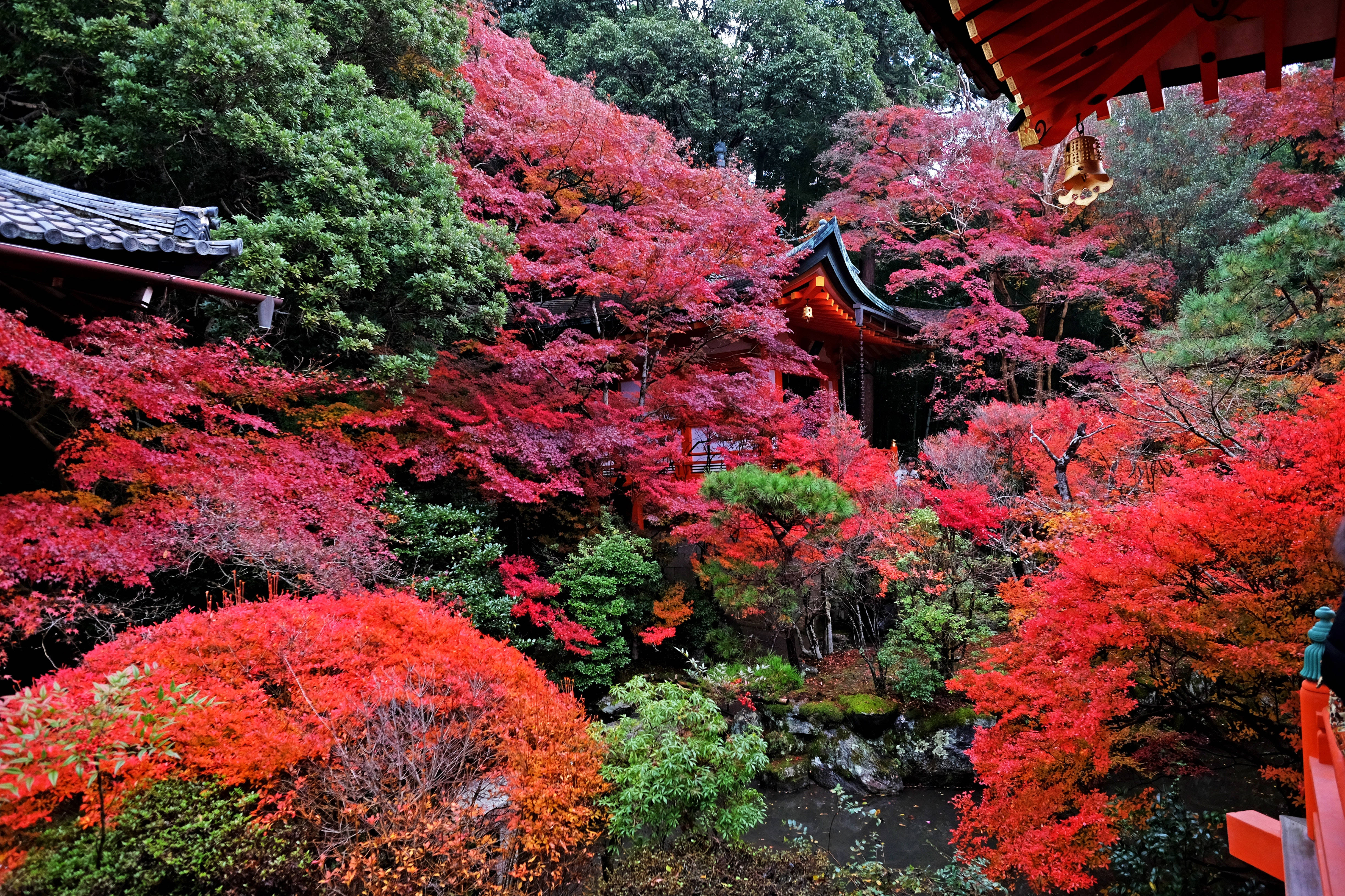 日本 桌布 壁紙 — 鮮豔的深紅色楓樹在寧靜森林中的傳統日本寺廟建築周圍綻放出秋色。