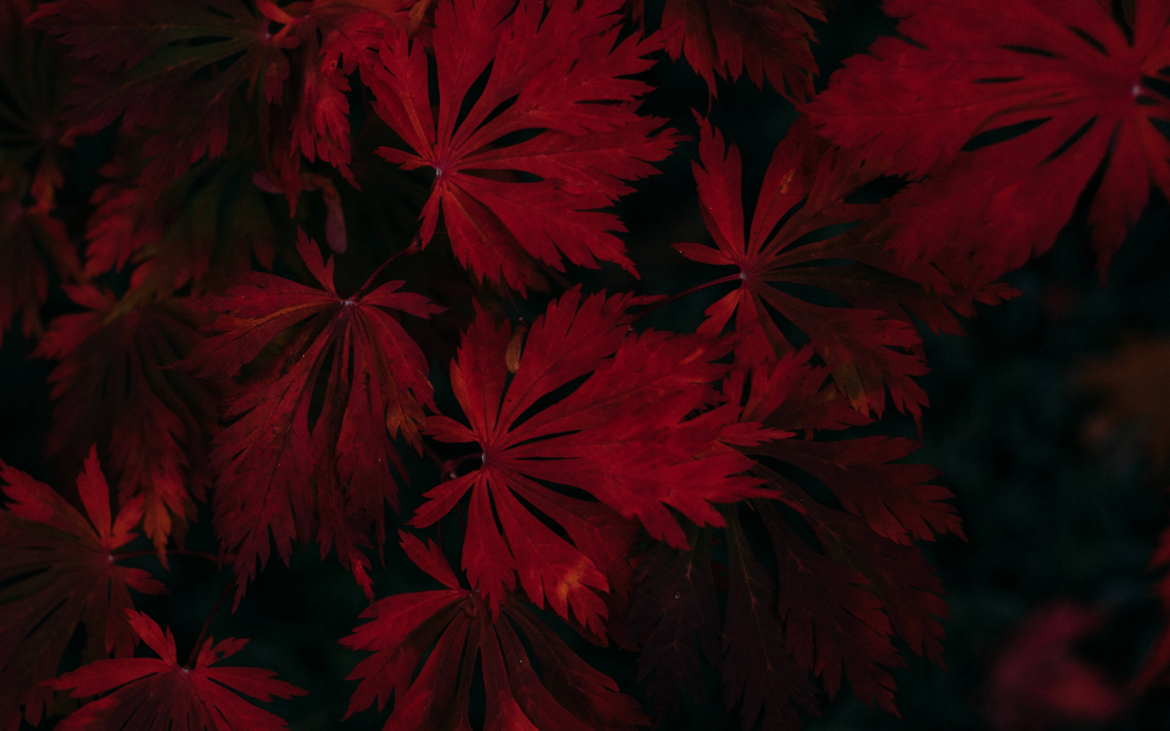 暗紅色 桌布 壁紙 — 鮮豔的深紅色楓葉在深邃陰影背景下密集層疊。