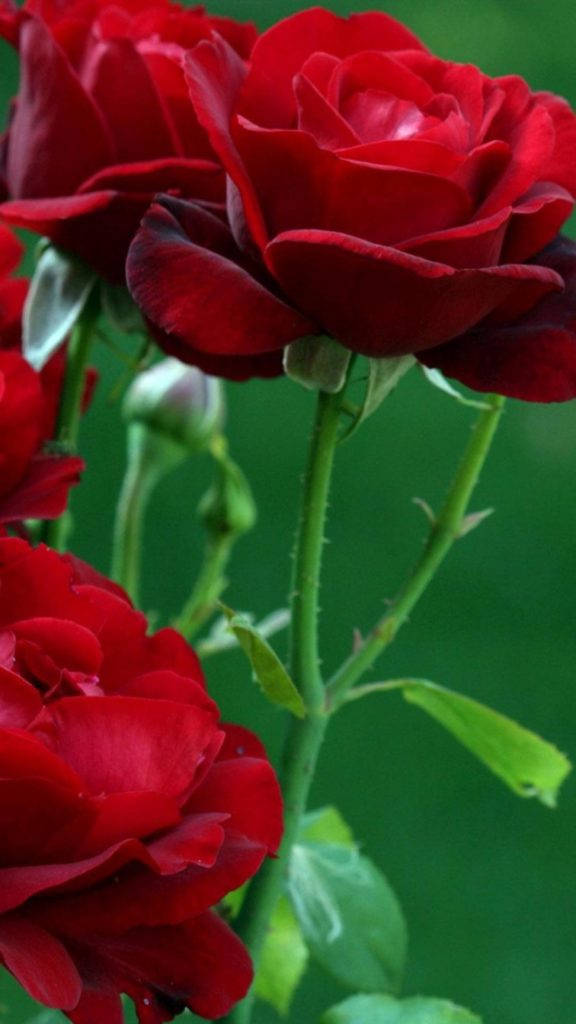 花 iPhone 桌布 壁紙 — 鮮豔的深紅色玫瑰在柔和的綠色模糊背景下茂盛綻放，呈現自然的近距離拍攝。