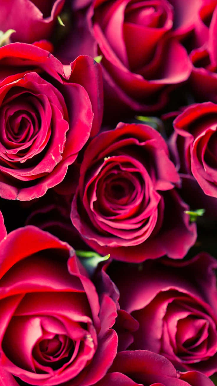 Cute Rose 桌布 壁紙 — 鮮豔的深紅色玫瑰緊密簇擁，帶有天鵝絨般的花瓣和柔和陰影，營造出豐盛的浪漫構圖。