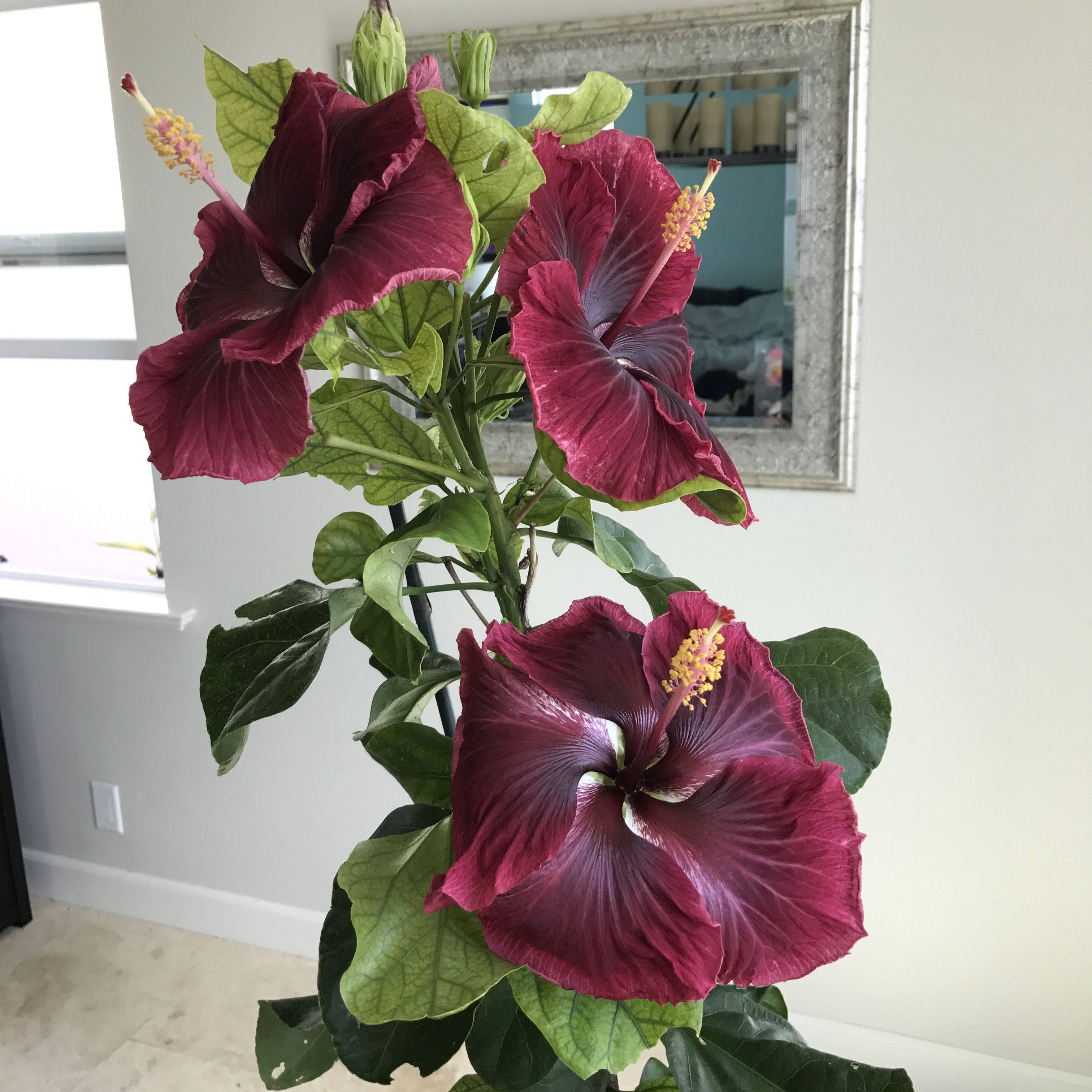 Hibiscus 桌布 壁紙 — 鮮豔的深紅色芙蓉花帶有黃色花心，在明亮的室內背景下，搭配銀框鏡子，茂盛地綻放。