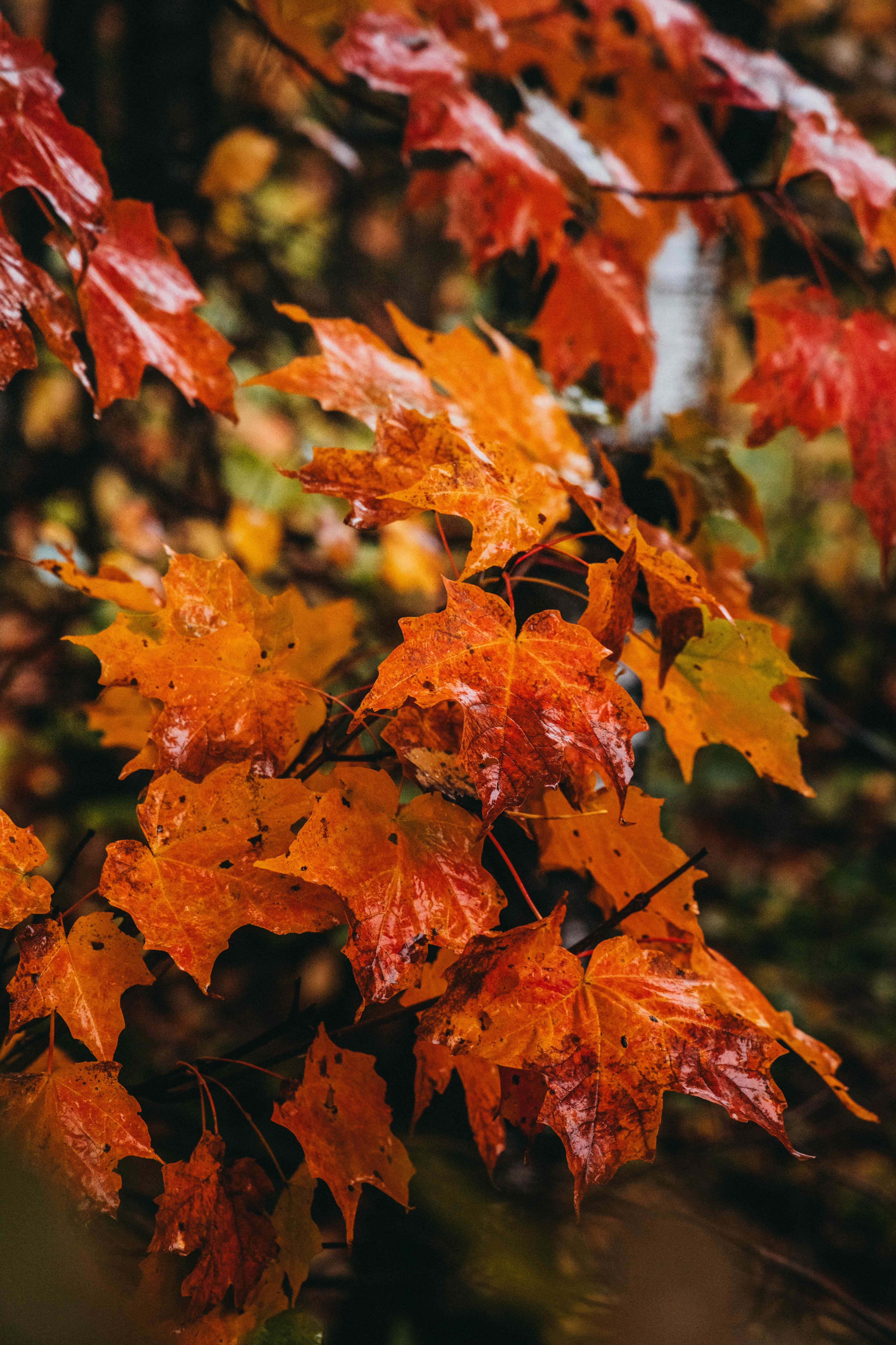 Fall Rain 桌布 壁紙 — 鮮豔的濕楓葉在火紅和橙色的色調中閃耀，映襯著模糊的森林背景。