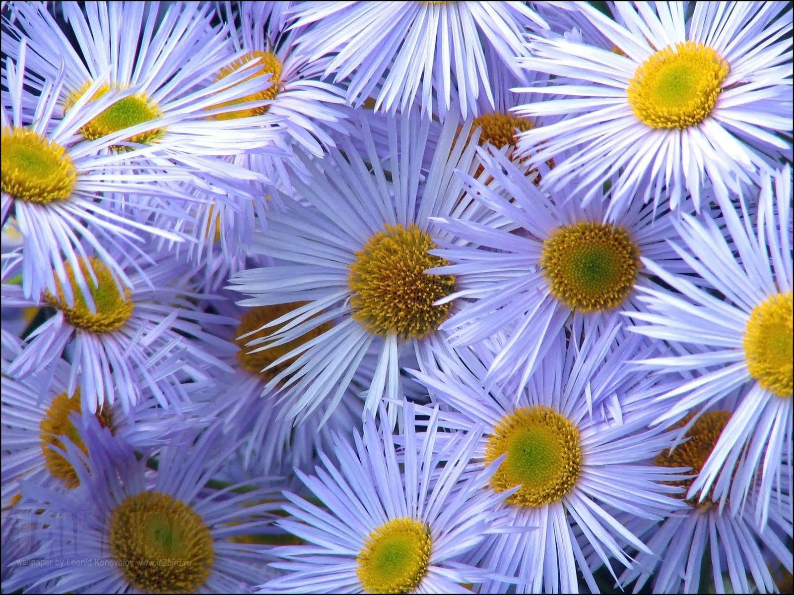 Daisy 桌布 壁紙 — 鮮豔的特寫，細膩的紫色雛菊，帶有明亮的黃色中心，密集地一起盛開。