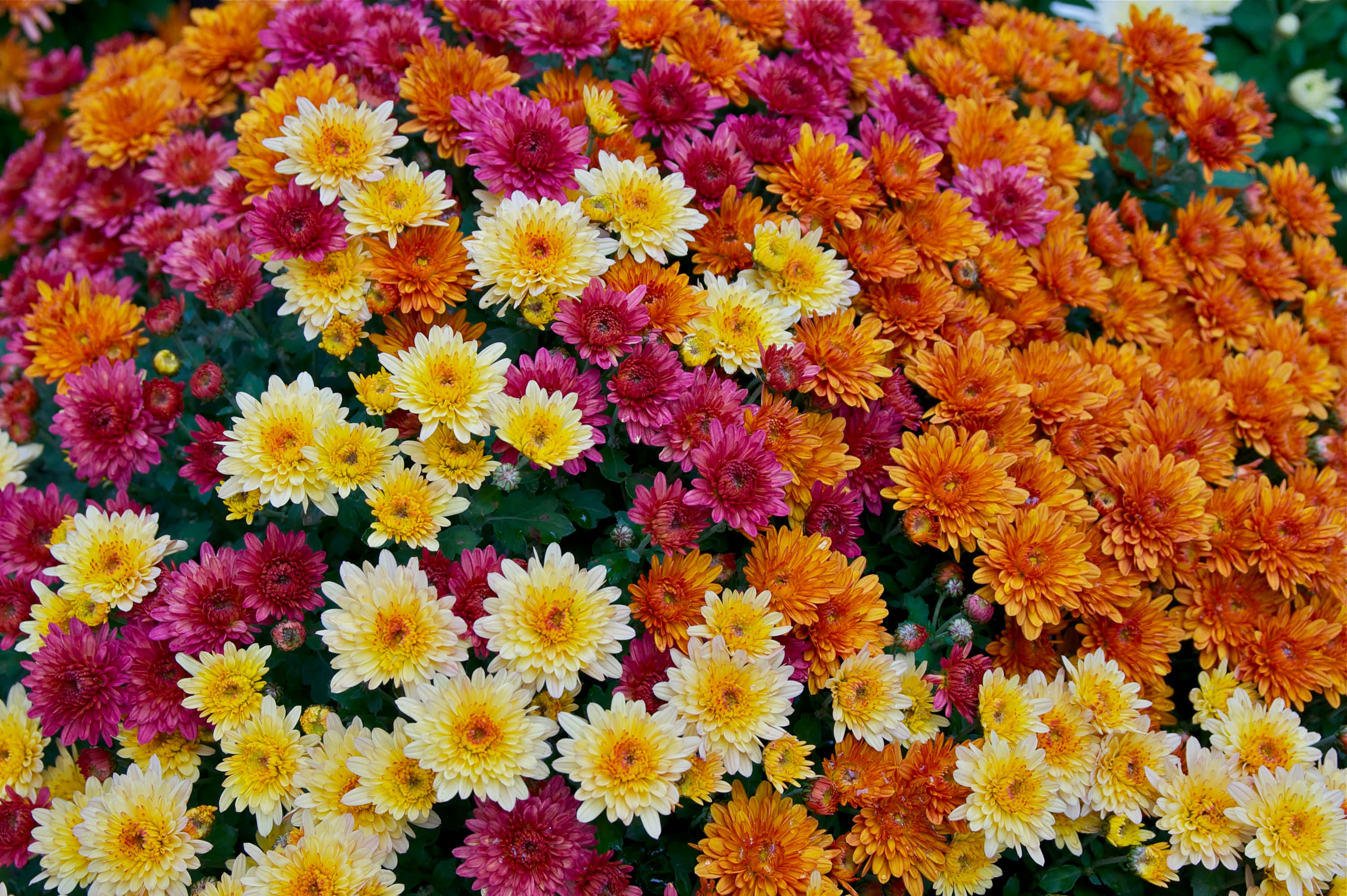 菊花 桌布 壁紙 — 鮮豔的特寫鏡頭，呈現密集的菊花，帶有火熱的橙色、粉紅色和陽光般的黃色色調。