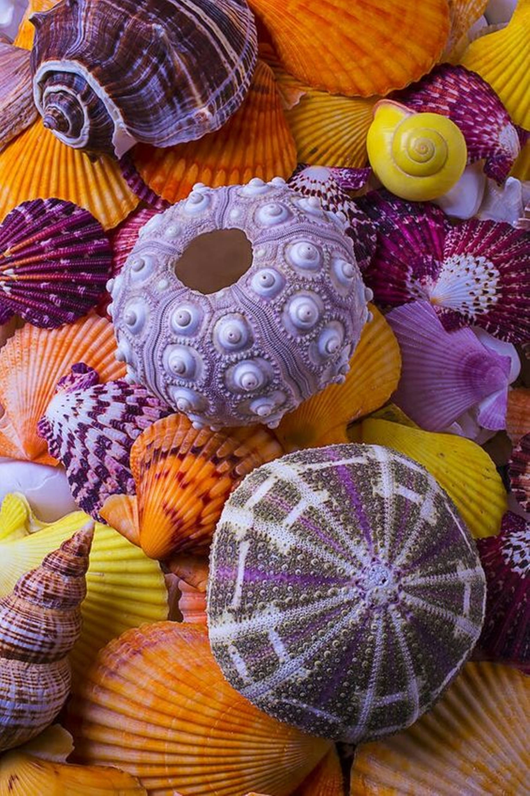 Sea Urchin 桌布 壁紙 — 鮮豔的特寫鏡頭，展示各種色彩繽紛的貝殼和海膽，呈現鮮明的橙色、紫色和黃色色調。
