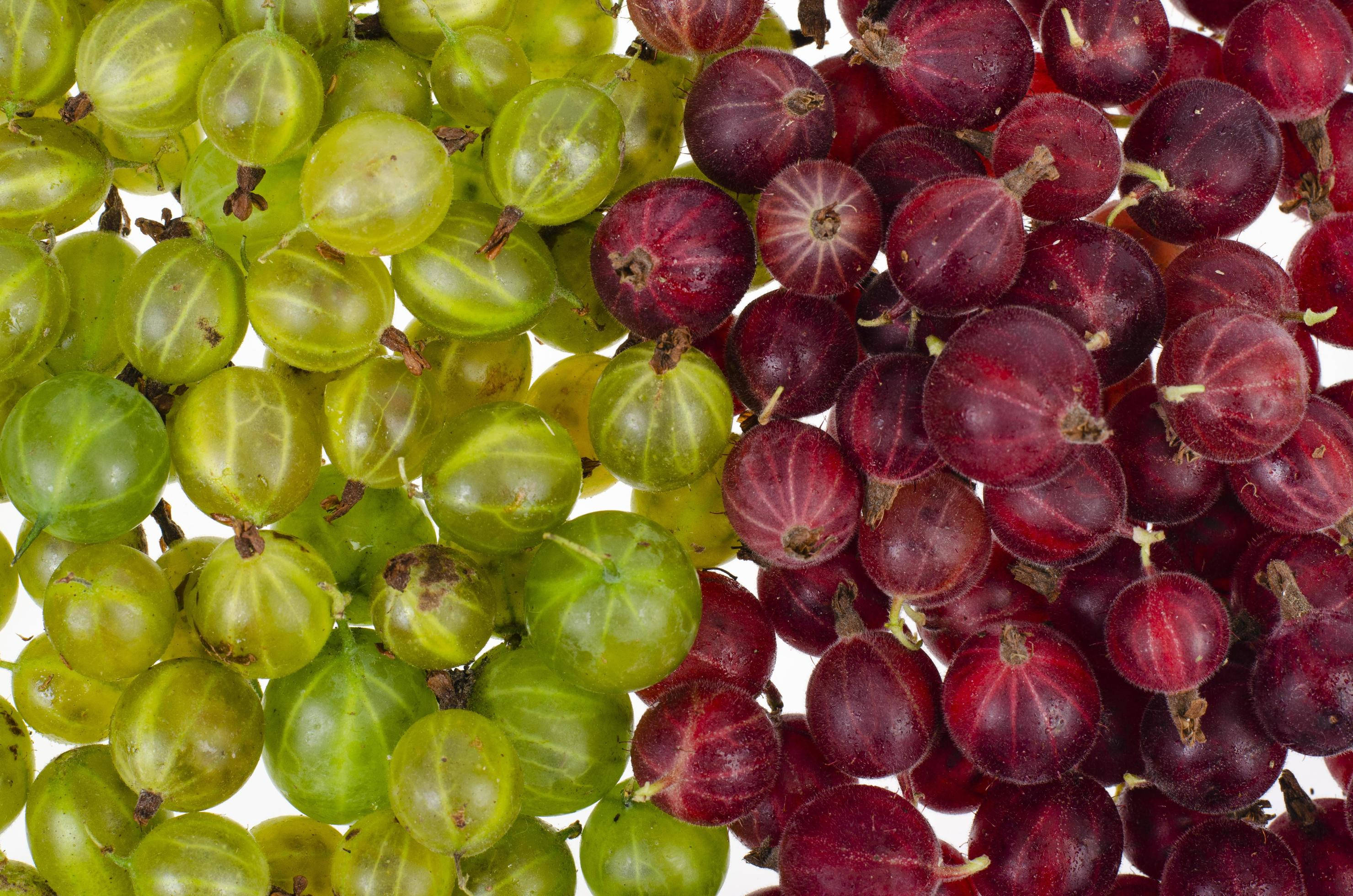 Fruits 桌布 壁紙 — 鮮豔的特寫鏡頭，新鮮的綠色和深紅色鵝莓在純白色背景上閃爍著露珠。