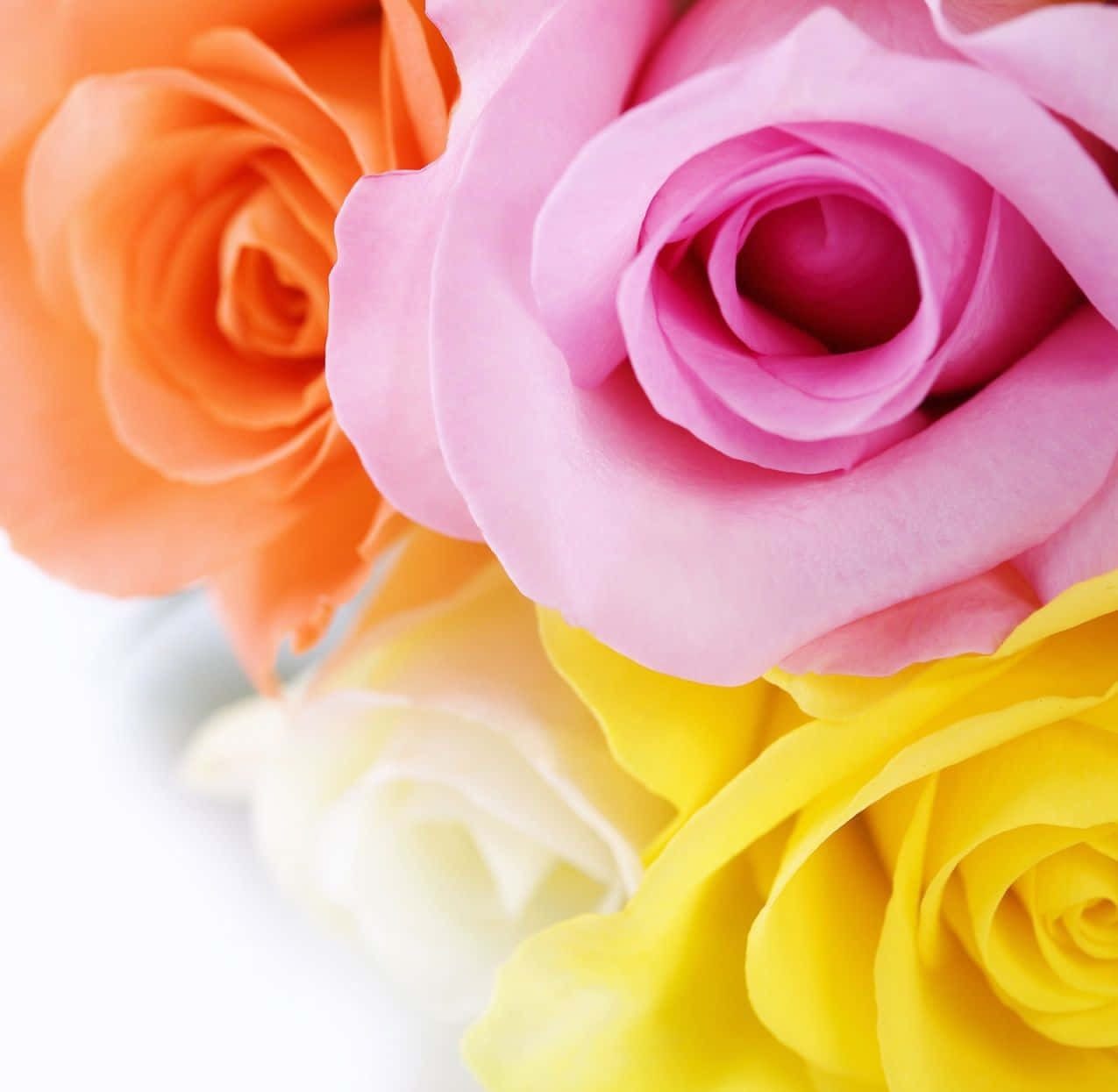 Best Roses 桌布 壁紙 — 鮮豔的特寫鏡頭，粉紅、橙、黃、白色的玫瑰，花瓣柔軟，襯托在潔白的背景上。