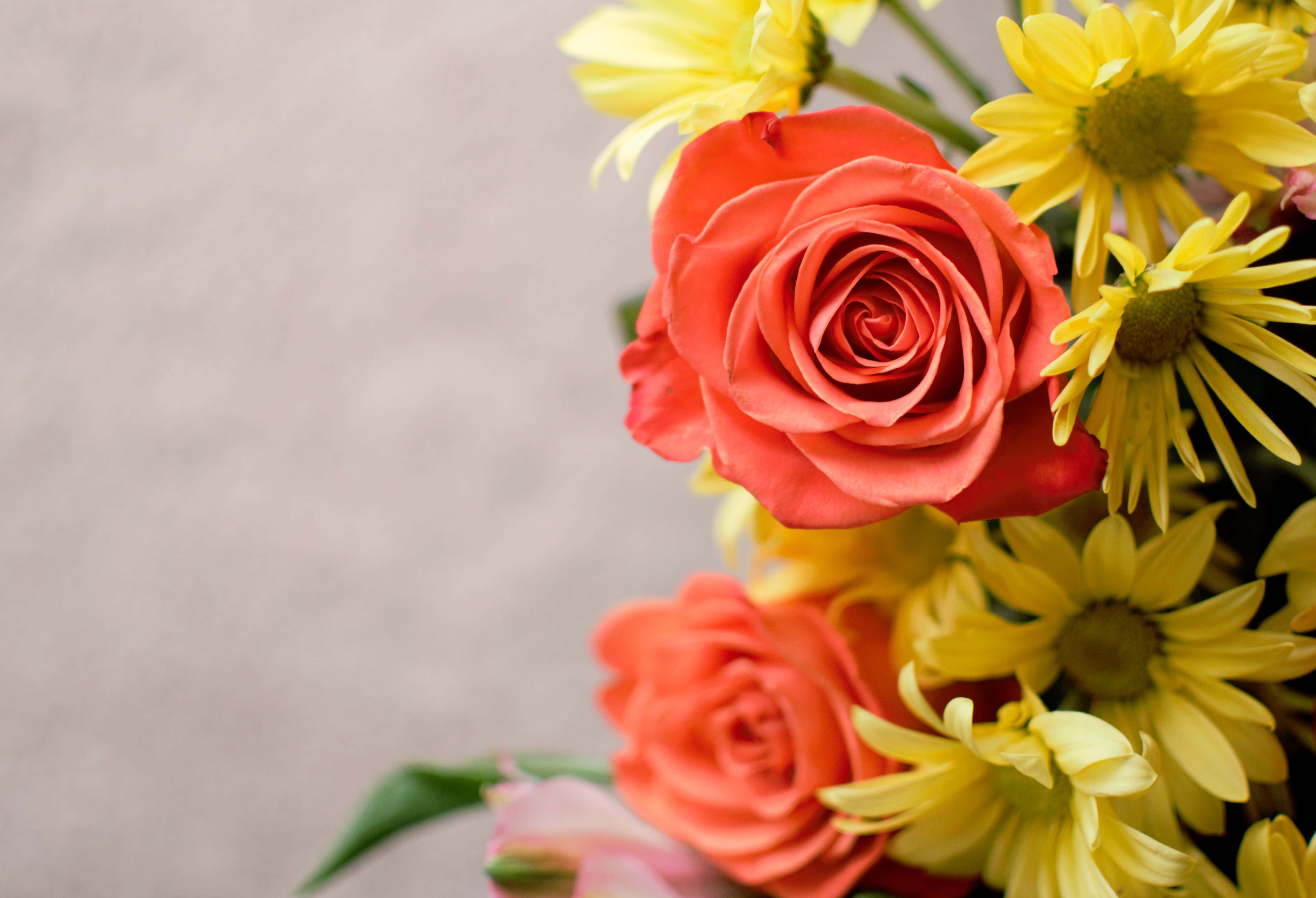 Summer Flowers 桌布 壁紙 — 鮮豔的珊瑚玫瑰和陽光般的黃色雛菊在柔和焦點的花藝佈置中一起盛開。
