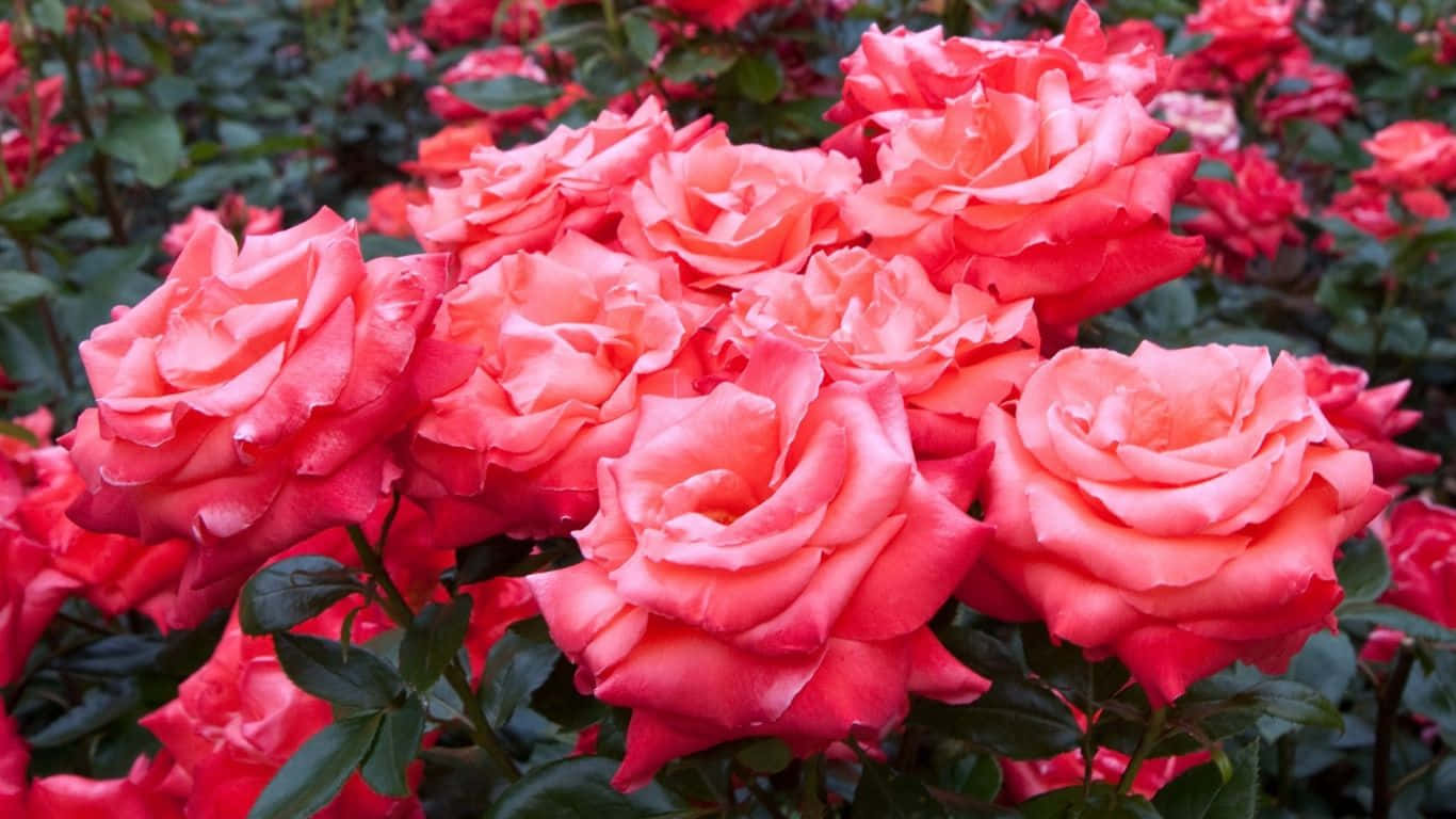 1366x768 Roses 桌布 壁紙 — 鮮豔的珊瑚粉紅玫瑰在柔和日光下，在深綠色葉叢中茂盛綻放。