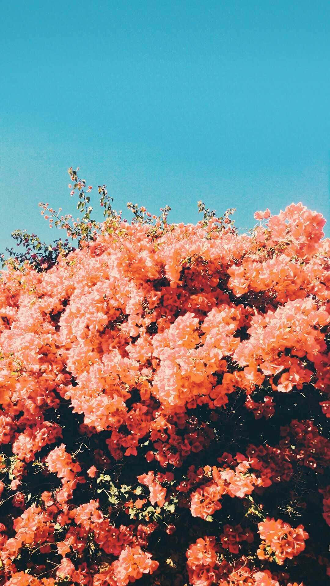 iPad 桌布 壁紙 — 鮮豔的珊瑚色花朵在晴朗的藍天下，於陽光普照的花園場景中密集盛開。