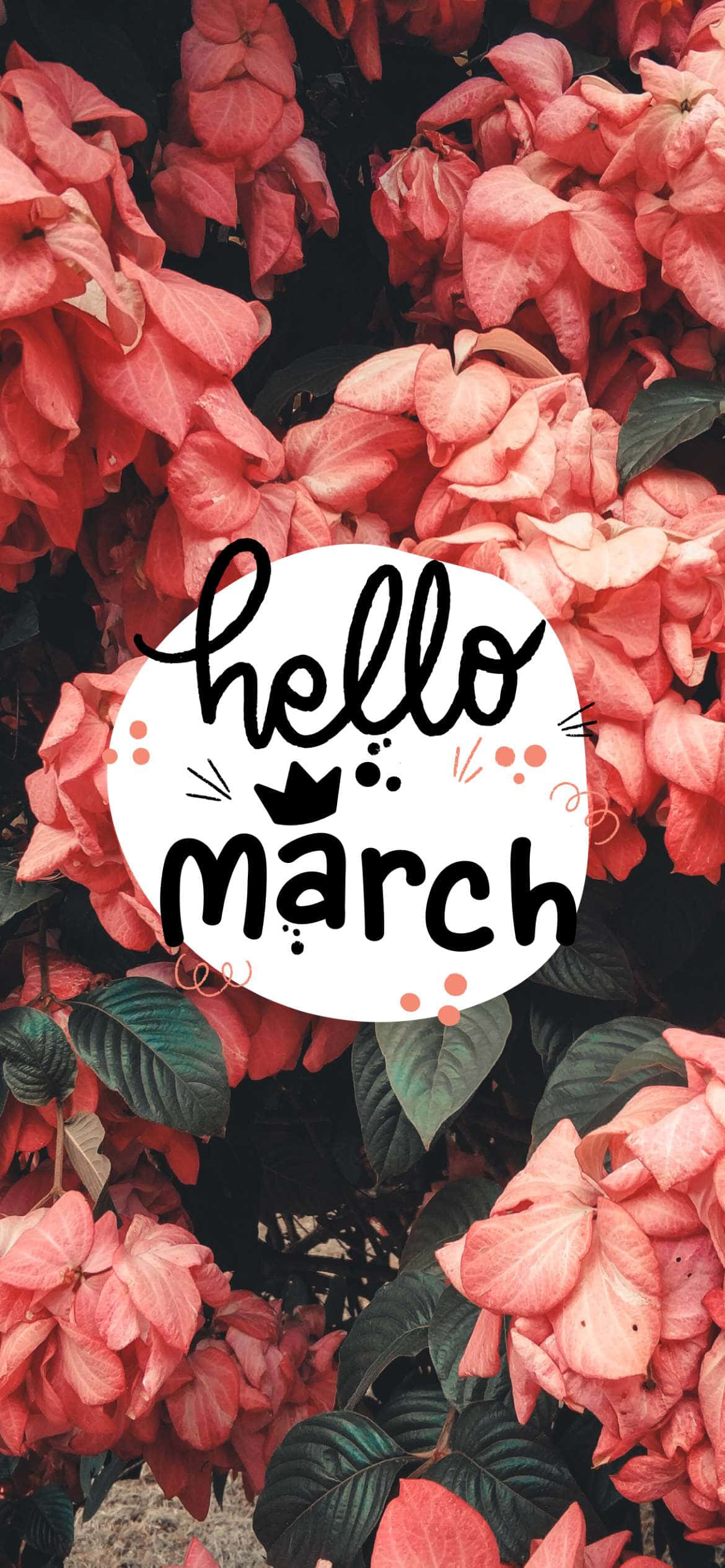 Hello March 桌布 壁紙 — 鮮豔的珊瑚花密集盛開在一個白色圓圈後面，圓圈內有俏皮的黑色字體寫著「hello march」。