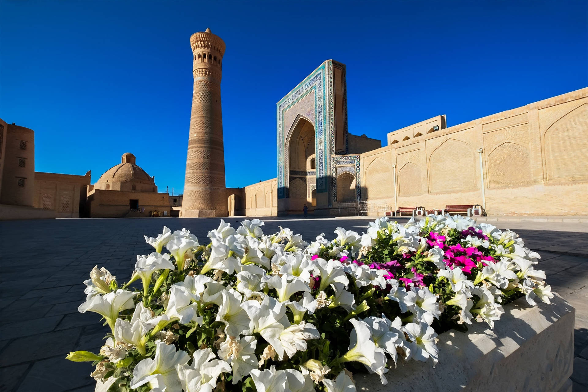 Uzbekistan 桌布 壁紙 — 鮮豔的白色和粉紅色花朵在前景盛開，映襯著歷史悠久的烏茲別克建築，天空清澈湛藍。