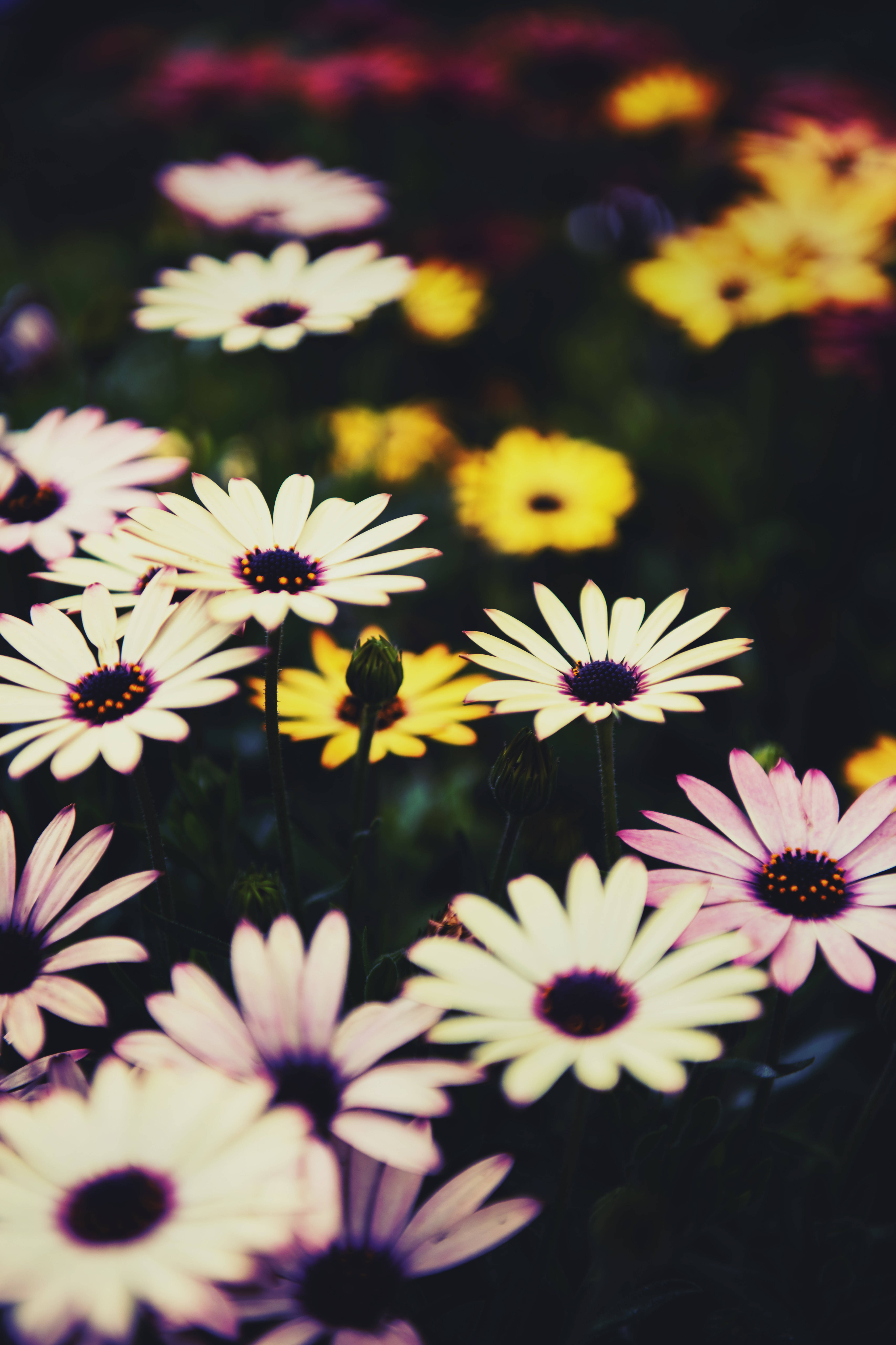 Daisy 桌布 壁紙 — 鮮豔的白色和黃色雛菊，帶有深色中心，在淺景深的花園場景中柔和綻放。