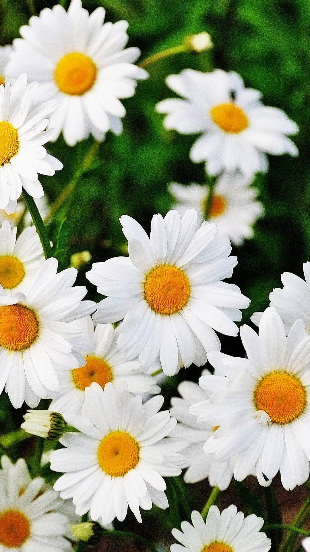 Daisy 桌布 壁紙 — 鮮豔的白色雛菊帶有明亮的黃色中心，在柔和的綠色模糊背景下密集綻放。