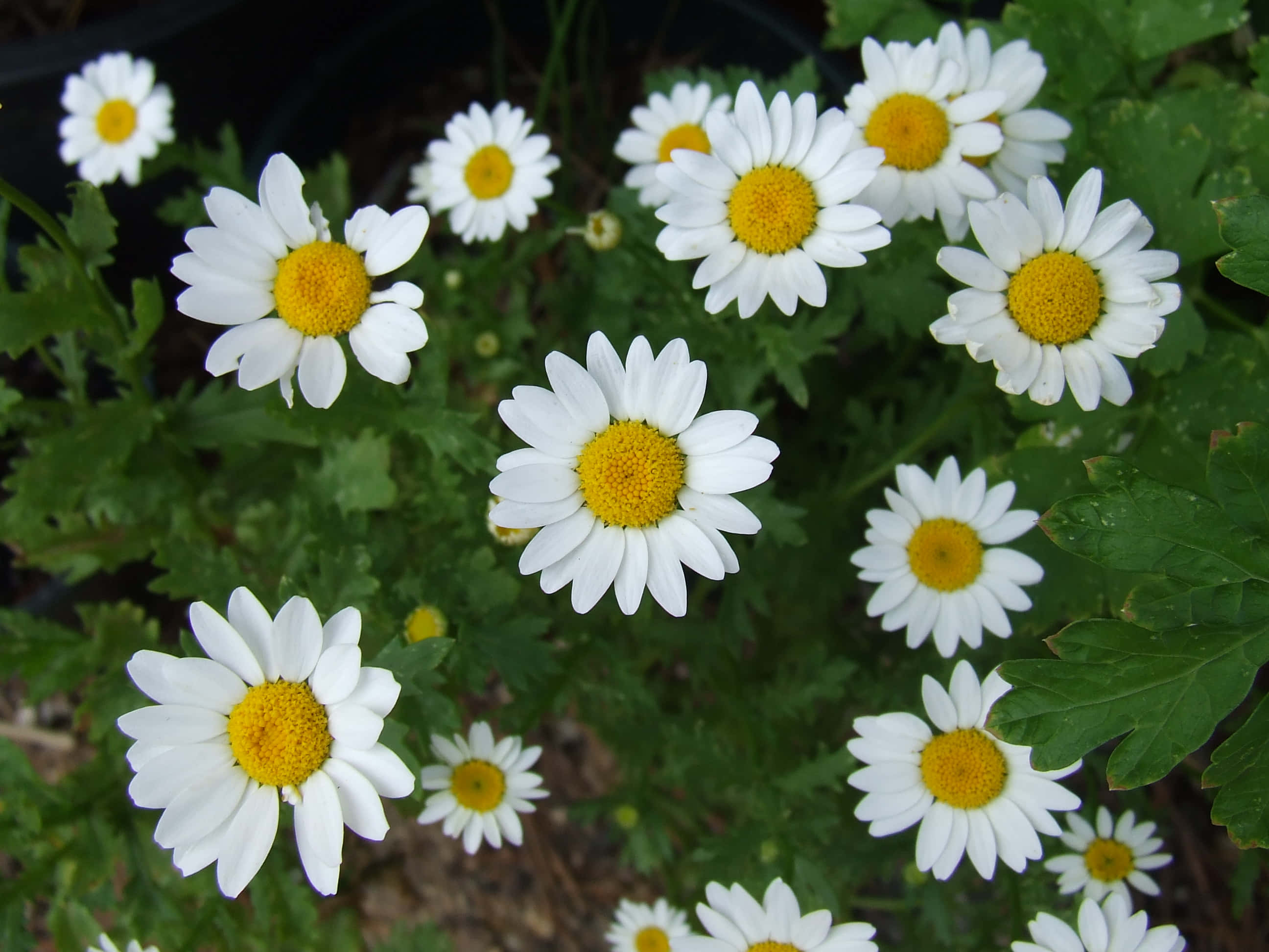 Daisy 桌布 壁紙 — 鮮豔的白色雛菊帶有明亮的黃色中心，在自然花園環境中密集地綻放在茂密的綠葉之間。