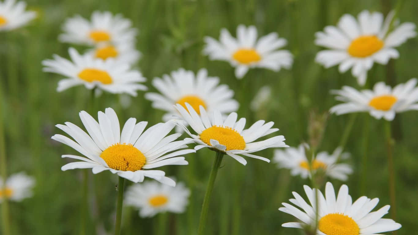 1366x768 Daisies 桌布 壁紙 — 鮮豔的白色雛菊帶有明亮的黃色花心，在柔和的自然光下於茂盛的綠色草地上盛開。