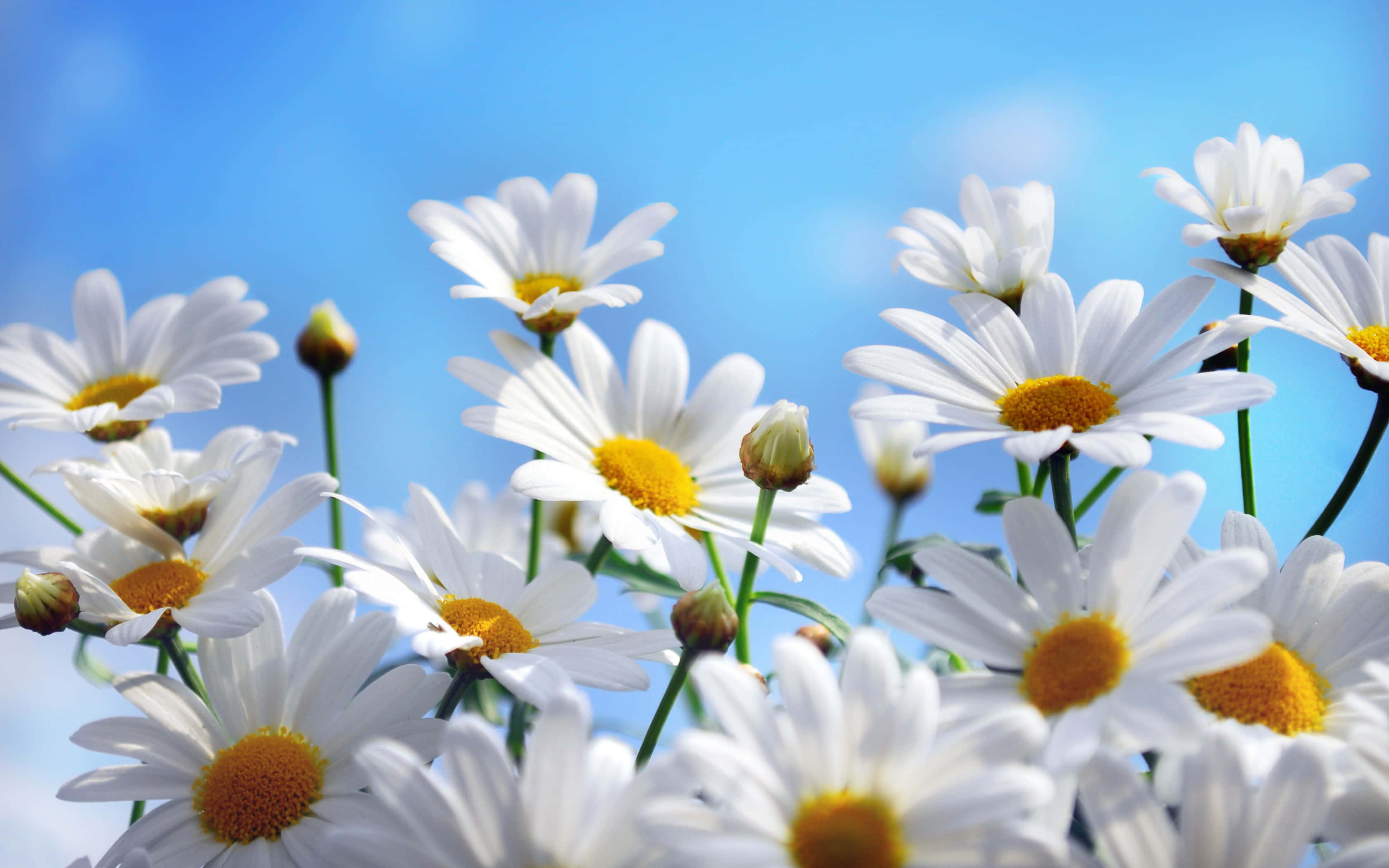 Daisy 桌布 壁紙 — 鮮豔的白色雛菊帶有金色花心，在晴朗的藍天下盛開於陽光明媚的田野中。
