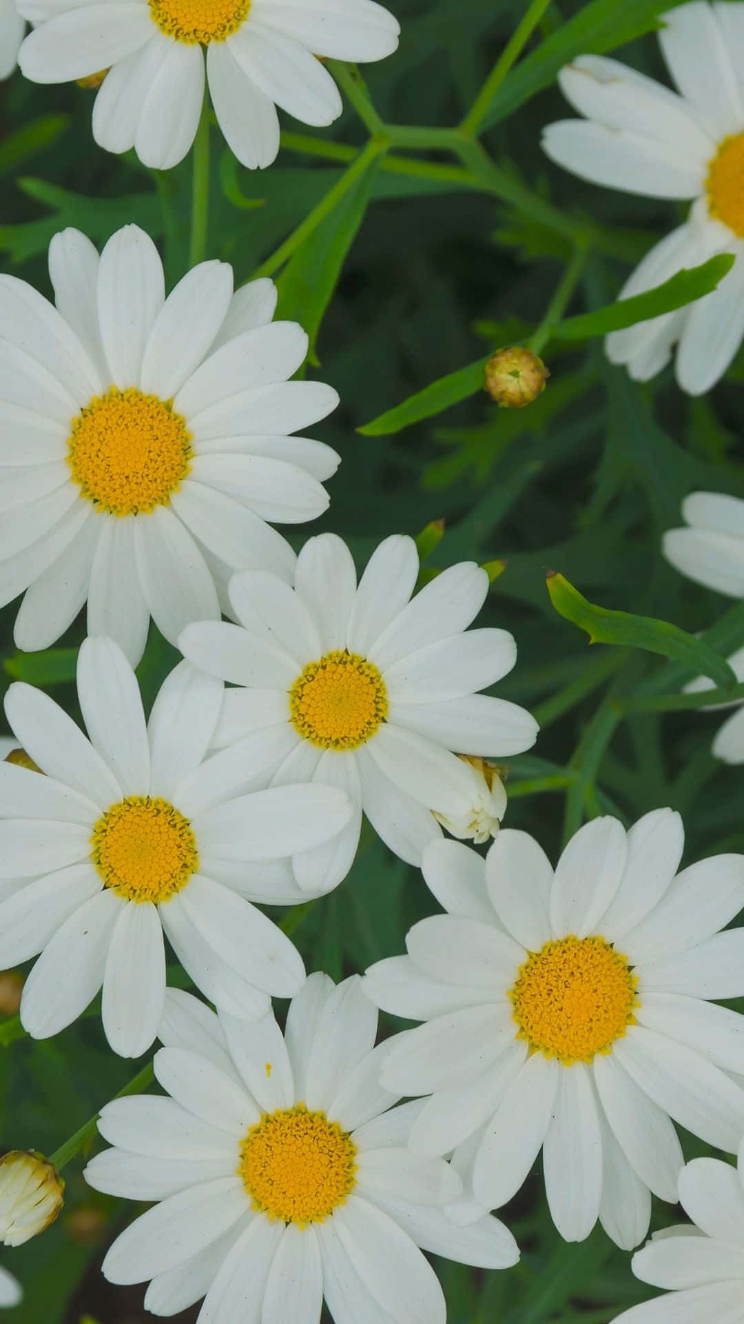 Daisy 桌布 壁紙 — 鮮豔的白色雛菊特寫，帶有明亮的黃色花心，在茂密的綠葉中盛開。