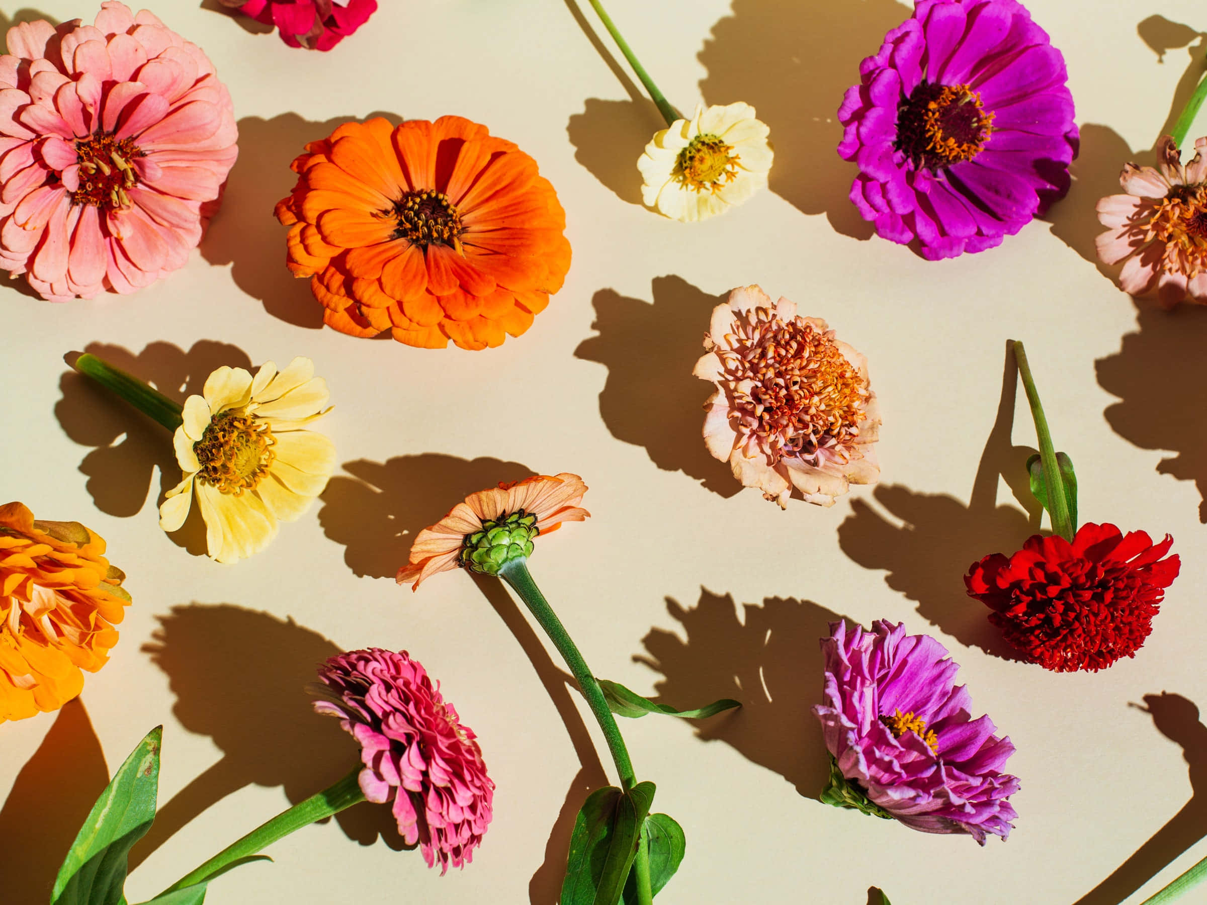 Best Flowers 桌布 壁紙 — 鮮豔的百日菊（粉紅、橙、紫、紅）在明亮的陽光下，在溫暖的米色表面上投下戲劇性的陰影。
