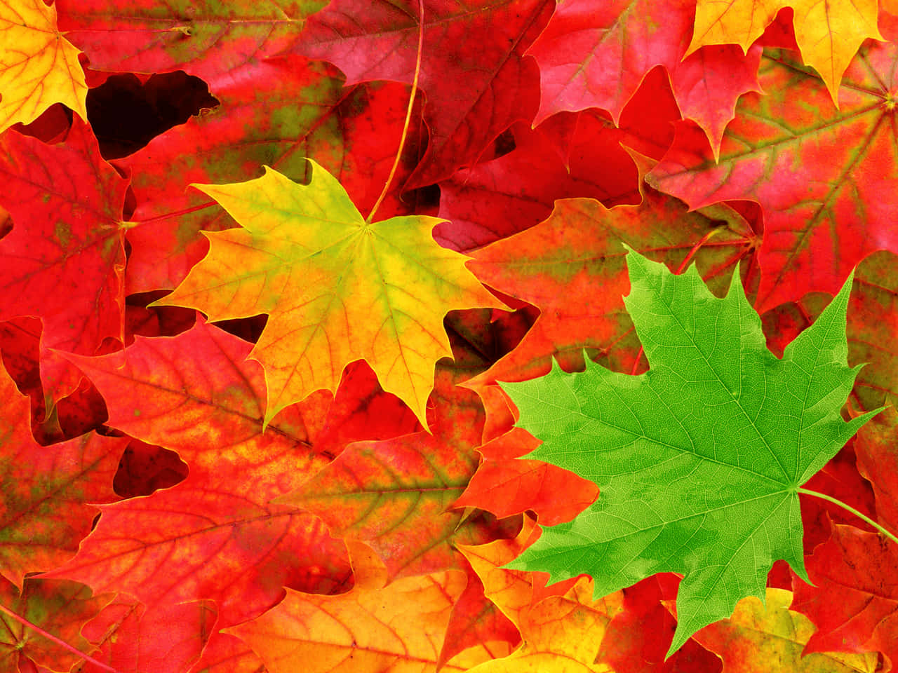 Fall Leaves 桌布 壁紙 — 鮮豔的秋季楓葉，呈現火紅、橙色和新鮮綠色，營造出豐富質感的季節掛毯。