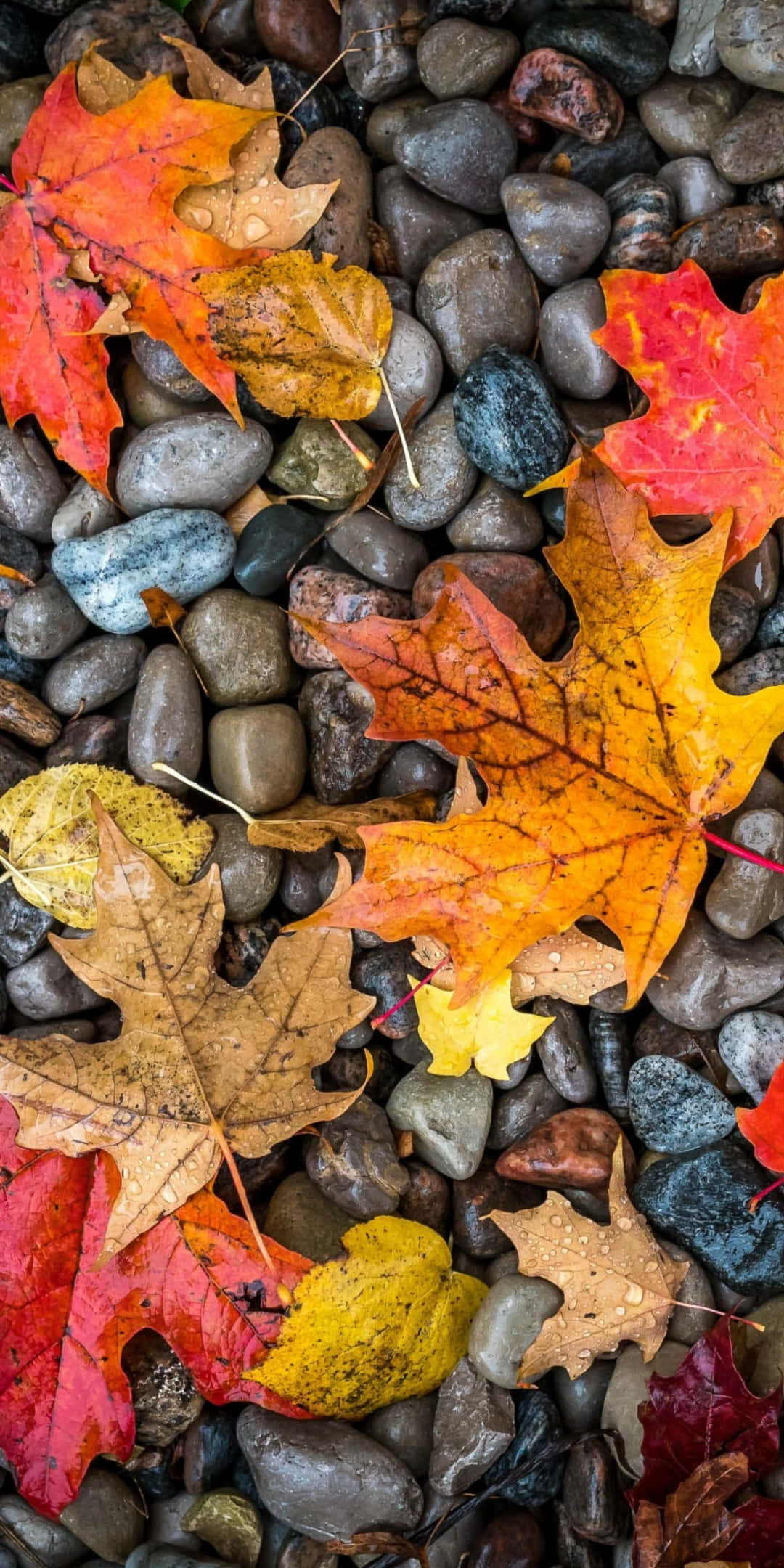 Pixel 3 Autumn 桌布 壁紙 — 鮮豔的秋季楓葉，呈現紅色、橙色和黃色，躺在光滑的灰色和藍色河石上。