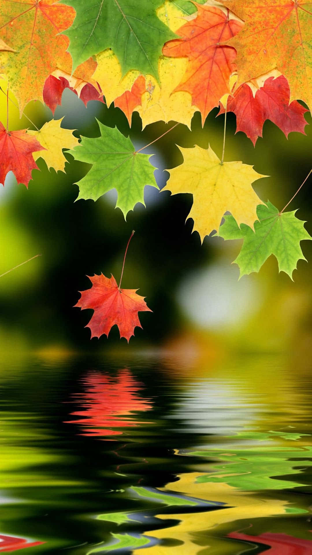 High Res 桌布 壁紙 — 鮮豔的秋季楓葉，紅色、黃色和綠色，漂浮在漣漪的水面上，反射出它們鮮明的色彩。