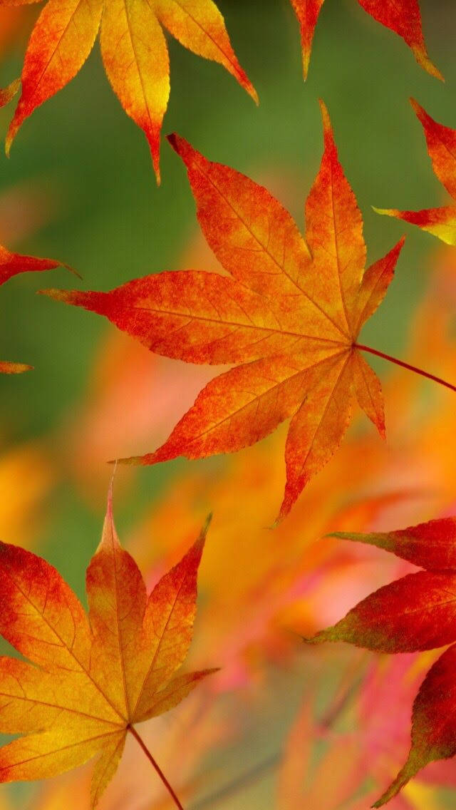 Fall 桌布 壁紙 — 鮮豔的秋季楓葉以火熱的橙色和紅色色調漂浮在柔和的模糊綠色背景上。