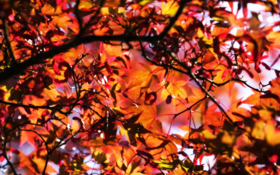 Fall 桌布 壁紙 — 鮮豔的秋季楓葉在柔和的天空背景下閃耀著火紅、橙色和黃色。
