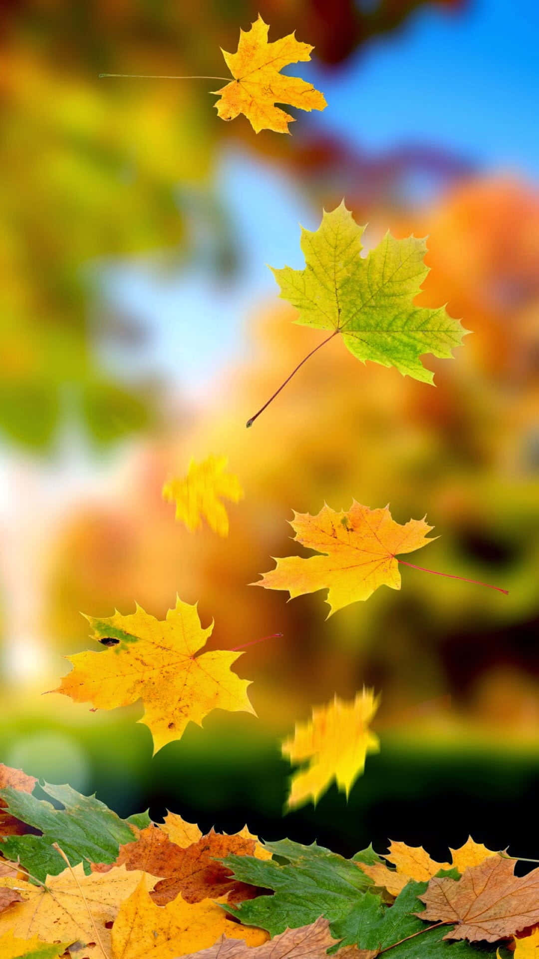 Simple Fall 桌布 壁紙 — 鮮豔的秋季楓葉在空中飄揚，背景是藍天和溫暖樹葉的柔和模糊效果。
