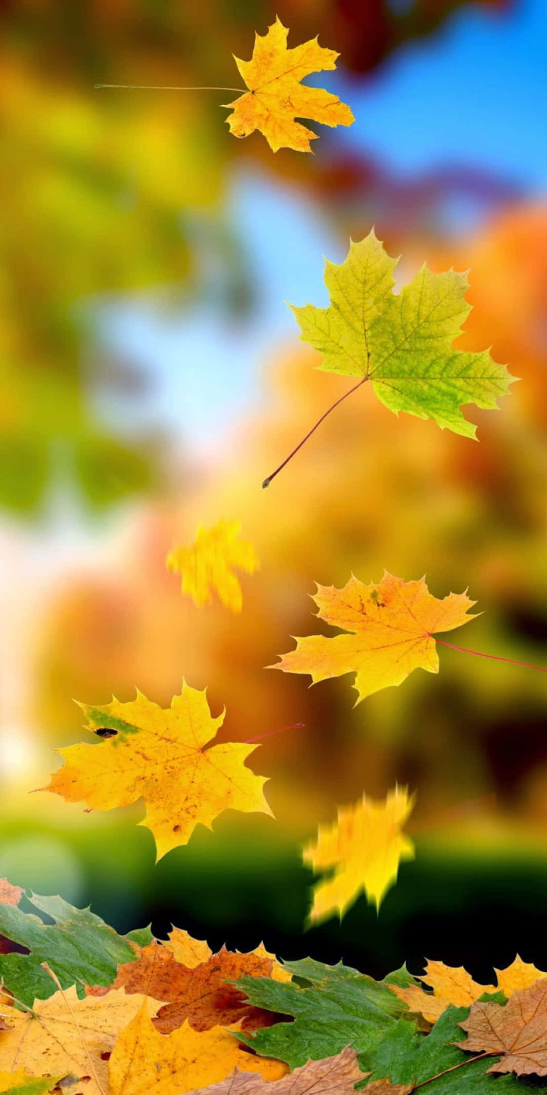 Pixel 3 Autumn 桌布 壁紙 — 鮮豔的秋季楓葉在藍天和金色樹葉的柔和模糊背景下優雅飄落。