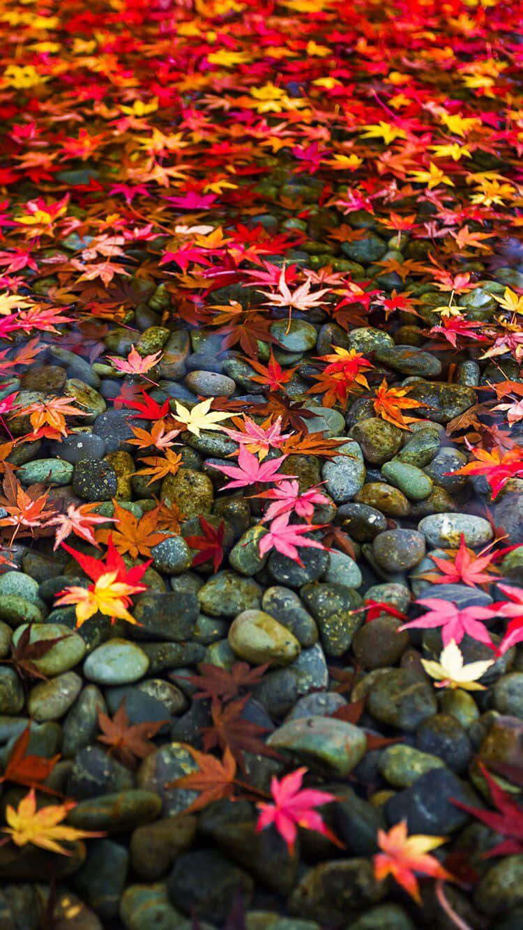 Vintage Autumn 桌布 壁紙 — 鮮豔的秋季楓葉漂浮在清澈的水面上，覆蓋在光滑的河石上，呈現寧靜的季節場景。